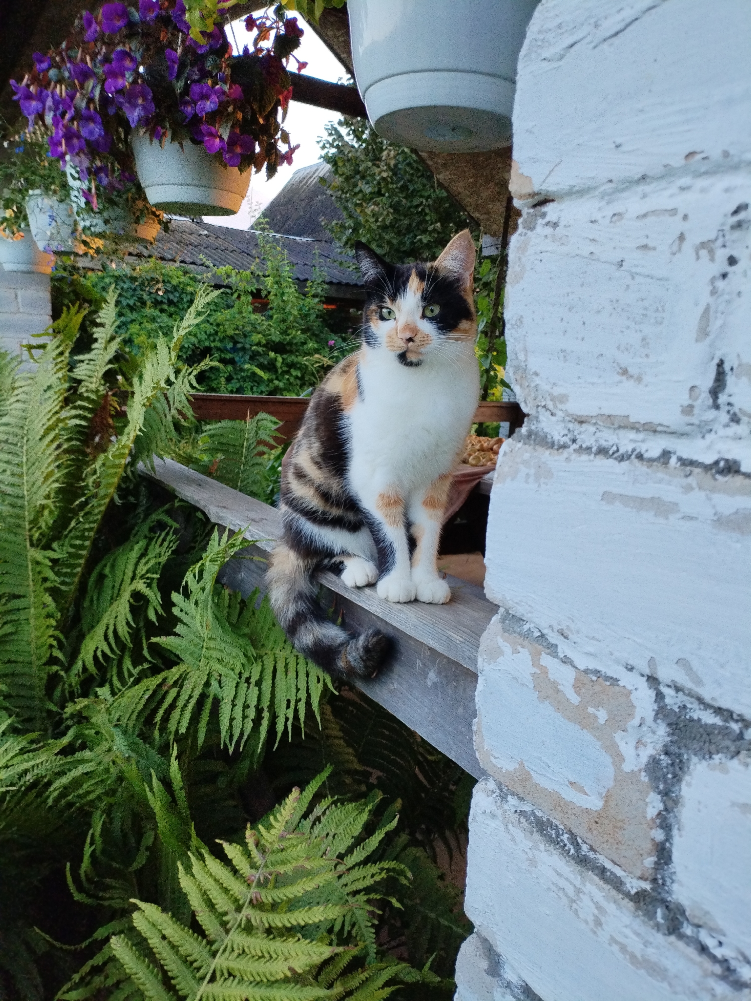 A calico cat with white, black, and orange patches is perched on a wooden railing outdoors. The cat is sitting upright, facing left with its tail curled. Green ferns are visible to the left of the cat, and a white brick wall is to the right. Above the cat, purple flowers in a hanging pot are visible. The scene appears to be in a garden or outdoor living space. No people are present. The lighting suggests it is either early morning or late afternoon. The location is Bialynichy, Belarus.