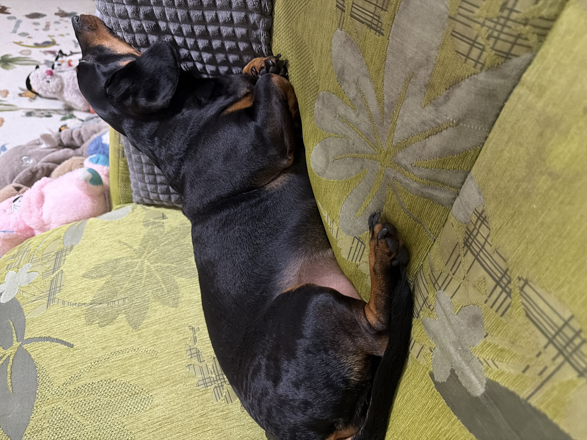A black and tan dachshund is sleeping on a green sofa. The dog is lying on its side, with its head resting on a textured gray pillow. The sofa has a floral pattern in shades of green and gray. In the background, there are several stuffed animals, including a pink bear, and a wall with a decorative wallpaper. The scene appears to be in a residential indoor setting, likely a living room. There is no indication of the specific location within the city of Dnipro, Ukraine.