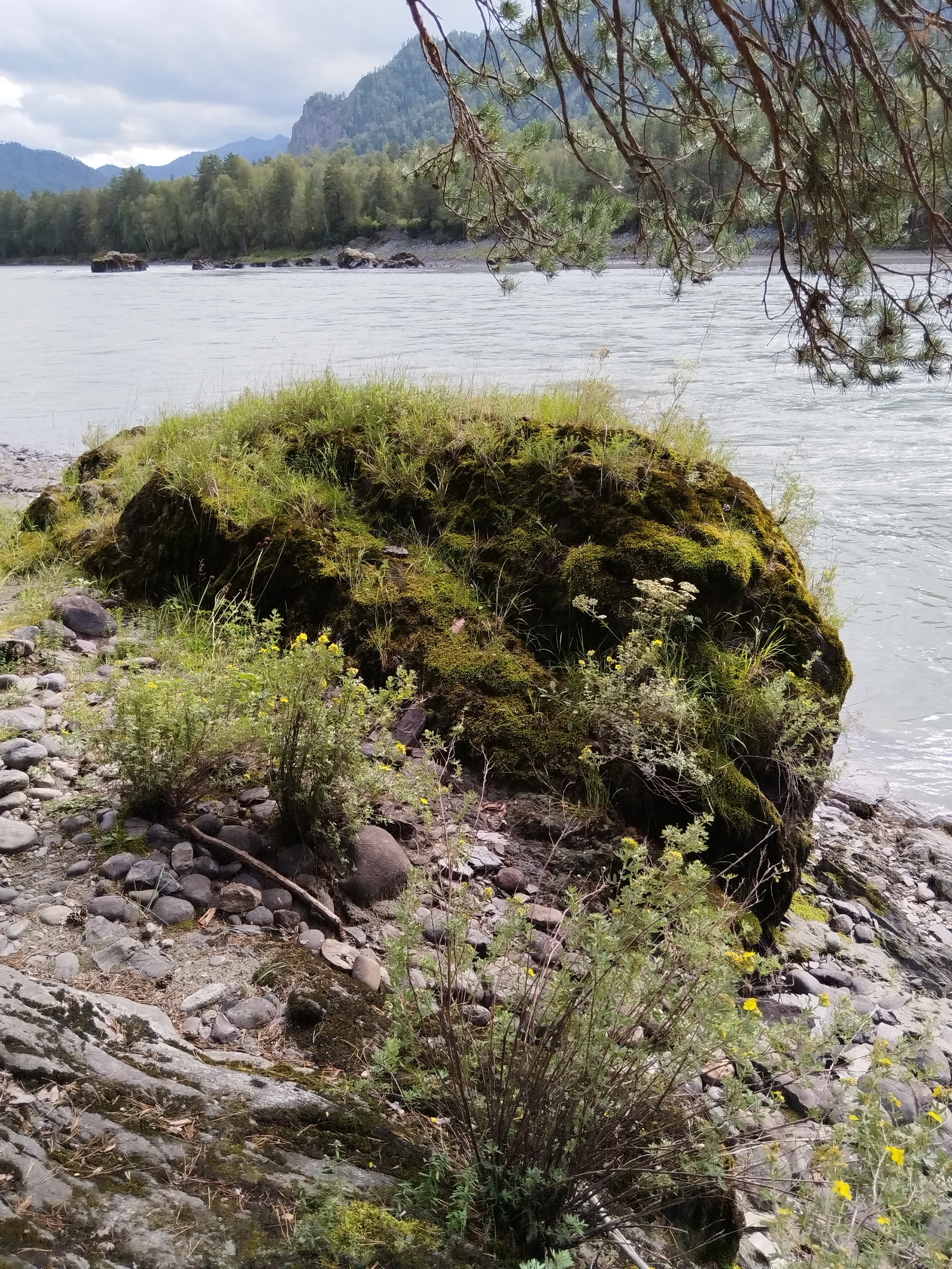 A large, moss-covered boulder sits on the rocky bank of a wide, slow-moving river. The boulder is overgrown with green grass and small plants, some of which have yellow flowers. The river is a pale gray color and stretches towards a forested bank with mountains in the background. Pine branches hang into the frame from the top right corner of the image. The foreground consists of various sized gray and black rocks, with some sparse green vegetation growing amongst them. The scene depicts a natural landscape, likely a riverbank in a rural or mountainous area. This location is consistent with the natural scenery found in and around Chemal, Russia, a region known for its rivers and mountains. There are no people or animals visible in the image.