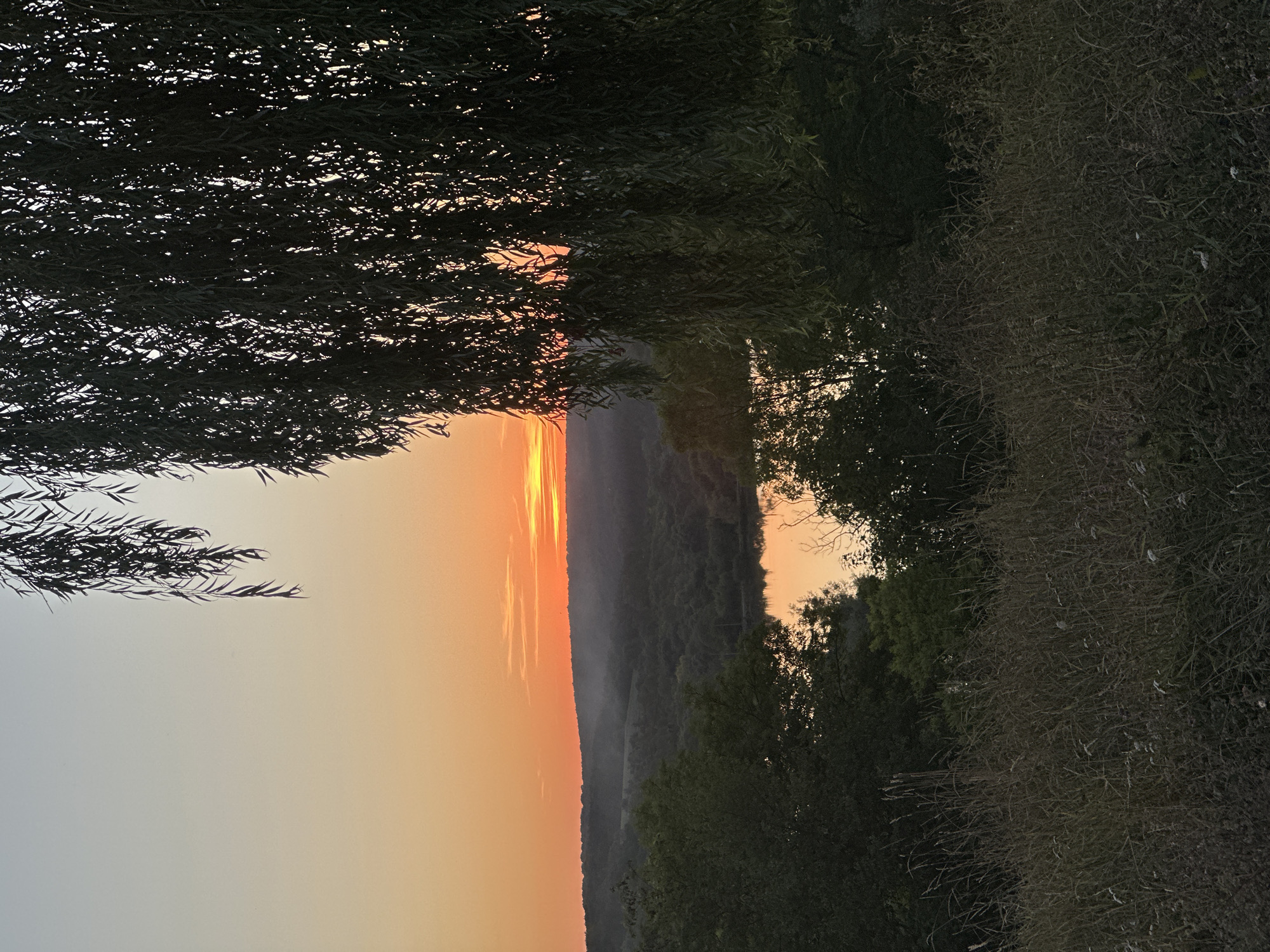 The image depicts a serene sunset over a rural landscape, likely near the village of Makiv, Ukraine. The foreground is dominated by tall, dry grasses and some foliage, which partially obscures the view of the middle ground. Beyond the grasses, a body of water, possibly a lake or river, reflects the warm hues of the setting sun. The water is surrounded by lush, dark green trees that form rolling hills in the background. Above the hills, the sky transitions from a soft orange glow near the horizon to a pale, almost grey-blue at the top of the frame. Hanging branches of a weeping tree, silhouetted against the sky, frame the scene from the right and top portions of the image. The overall atmosphere is peaceful and natural, conveying the quiet beauty of the countryside at dusk.