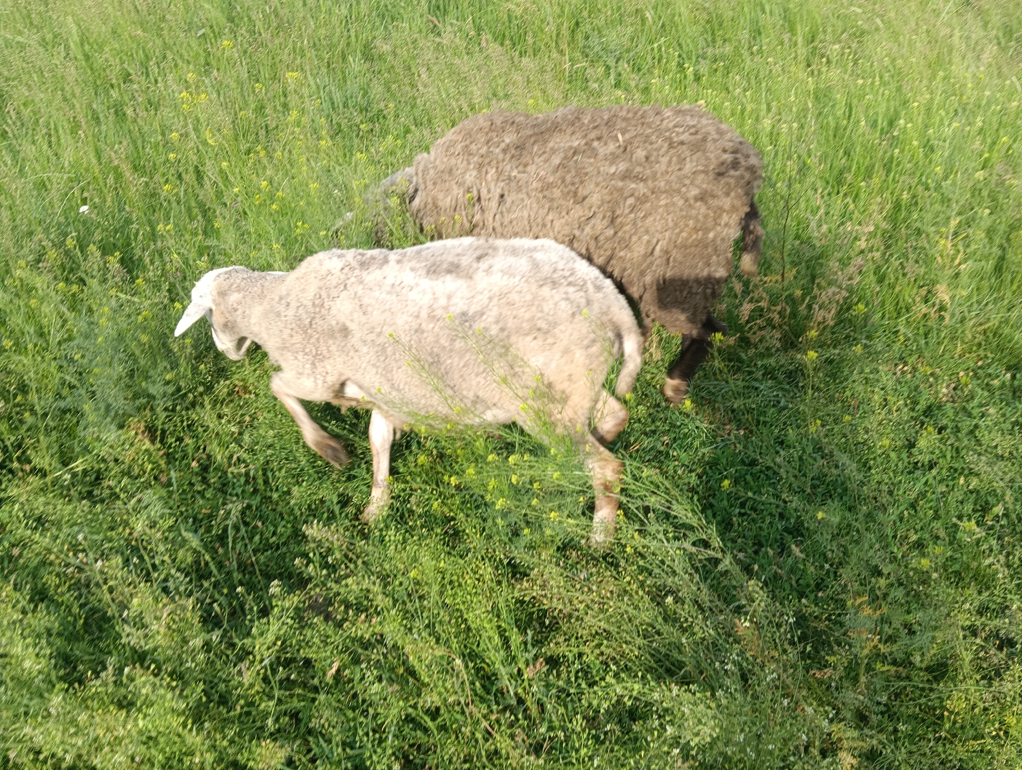 An aerial view shows two sheep in a dense, verdant field. The sheep in the foreground is light gray with a white head and pointed ears, facing left and appearing to walk. Its body is partially visible from the back, with three legs in motion. Behind it, a second sheep with dark brown, shaggy wool is positioned slightly to the right, facing in a similar direction, with its back and upper body clearly visible. The field consists primarily of tall green grass interspersed with numerous small yellow wildflowers. The lighting is bright and even, indicating daytime conditions. No human presence or artificial structures are visible. The location is an open, grassy area in Unknown, Unknown.