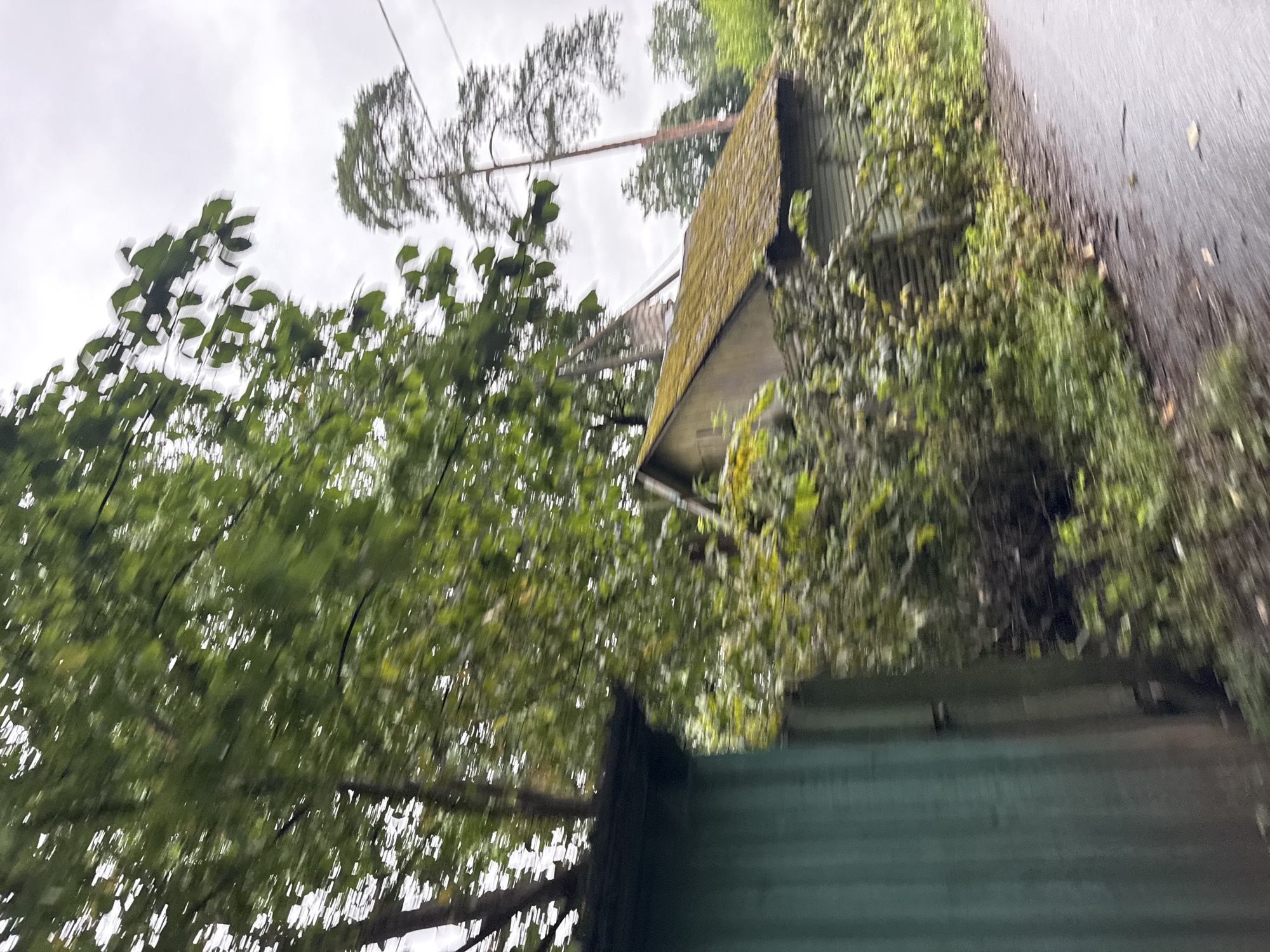 The image shows a blurred outdoor scene with foliage and a structure resembling a small house or shed. The structure has a green, corrugated metal wall on the left side, and a wooden, moss-covered roof on a building to the right. Overgrown green vegetation surrounds the structure. A paved road is visible in the lower right corner, with scattered leaves on it. Tall trees are present in the background, including one with a distinctive pine shape. The sky is overcast. The motion blur suggests the image was taken from a moving vehicle. No people are visible. The location is identified as Tallinn, Estonia, but no specific landmarks are discernible to pinpoint the exact area within the city.