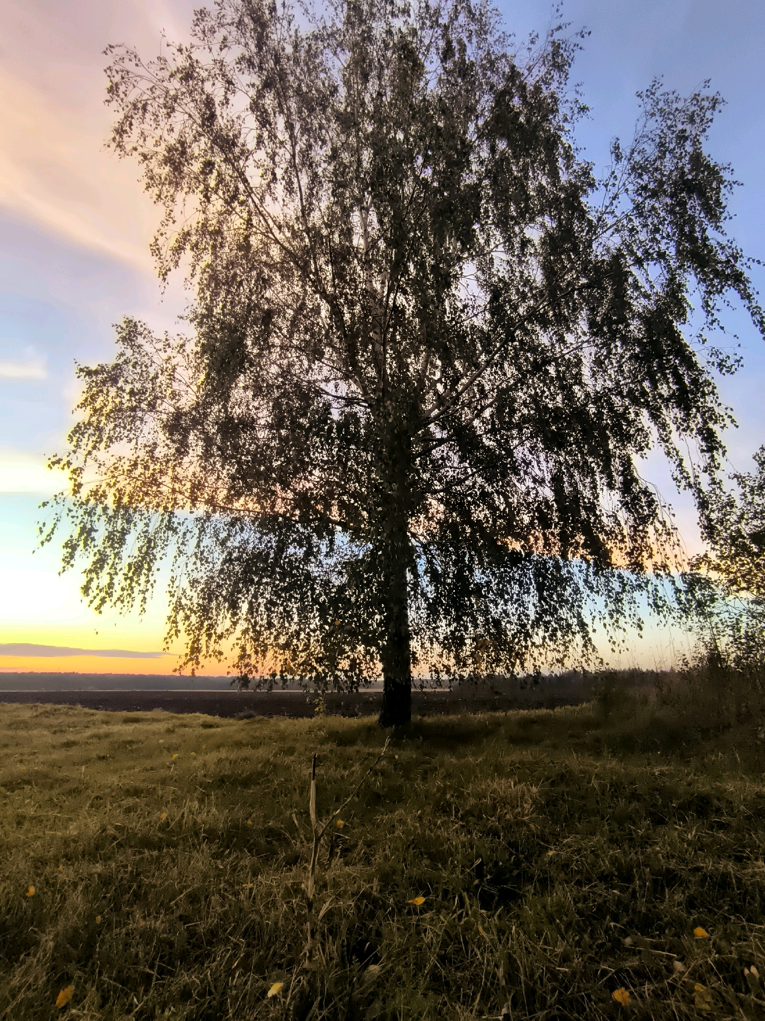 A wide-angle, low-angle shot captures a large, mature birch tree silhouetted against a vibrant sunset sky. The tree's branches, laden with dark leaves, extend outwards and downwards, creating a dense canopy that partially obscures the horizon. The sky transitions from pale yellow and orange near the horizon to hues of pink and light blue higher up, with subtle cloud formations. Below the tree, a grassy field is visible, with dry, tall grass and a few scattered yellow leaves. In the background, a dark, flat expanse suggests fields or distant terrain, bordered by a thin line of trees on the far left. The scene appears to be in an outdoor, rural setting, possibly within the Tarnowski Village Council region of Belarus, given the provided context. There are no people or animals visible in the image. The lighting suggests it is late afternoon or early evening, with the sun setting.