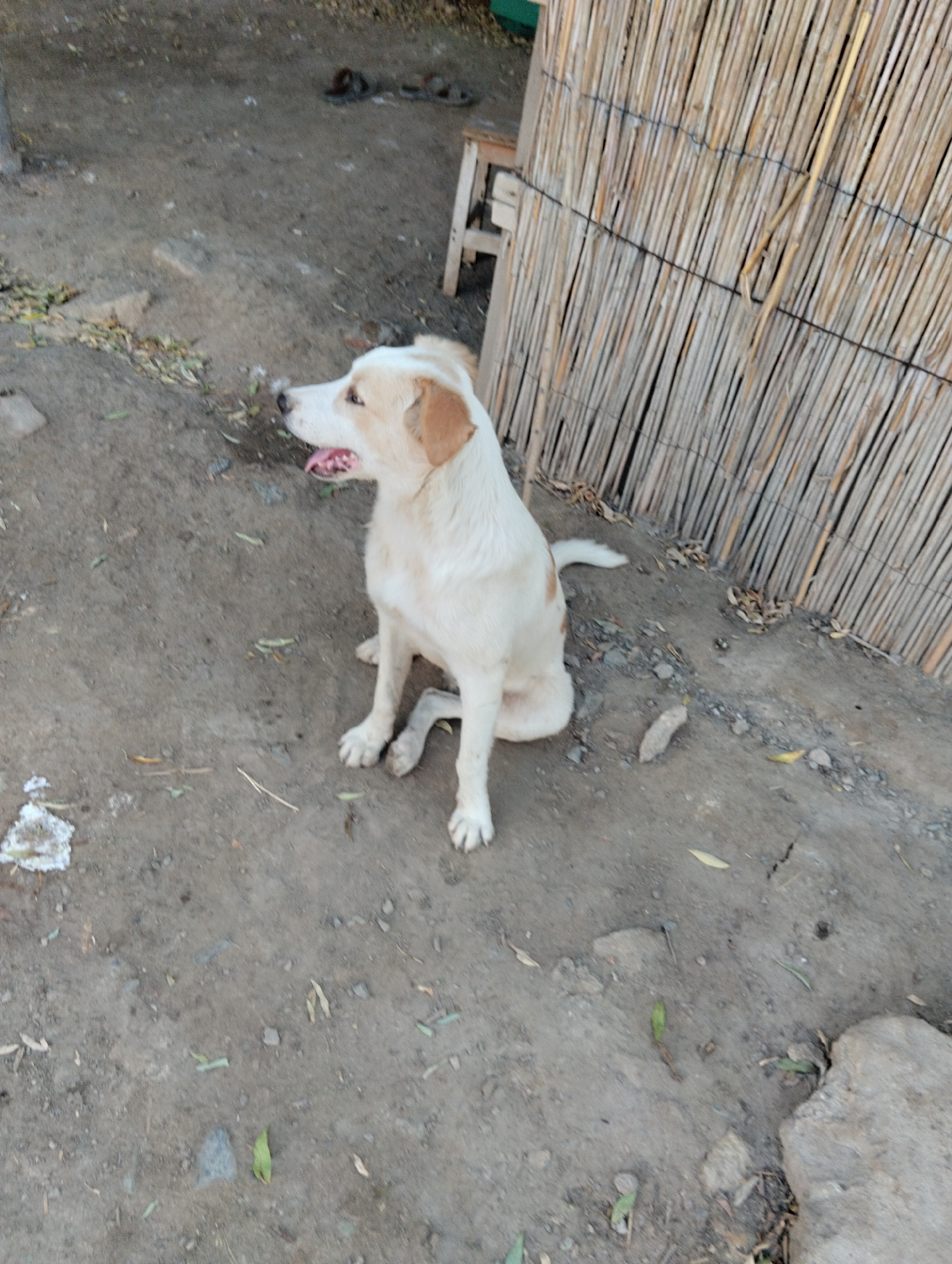 A medium-sized, light-colored dog with brown markings is sitting on dusty ground in front of a bamboo fence. The dog is facing left, with its mouth open and tongue visible. The ground is covered in dirt, small pebbles, and scattered dry leaves. Behind the dog is a loosely constructed wall made of vertical bamboo stalks bound together with wire. To the left of the dog, there is some debris, including a white object, possibly paper or fabric, and a large rock. Further back, out of focus, are glimpses of a wooden structure and more dusty ground. The scene appears to be outdoors, possibly in a yard or an alleyway, in Qanlikul, Uzbekistan.