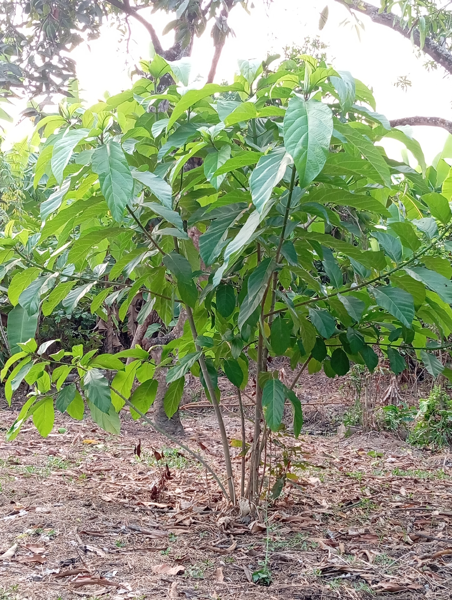 The image shows a leafy green shrub growing in dry, leaf-covered ground. The shrub has multiple thin, brown stems that branch out and are covered in large, oblong green leaves. In the background, there are more trees and foliage, with sunlight filtering through. The scene appears to be in an outdoor, natural setting.