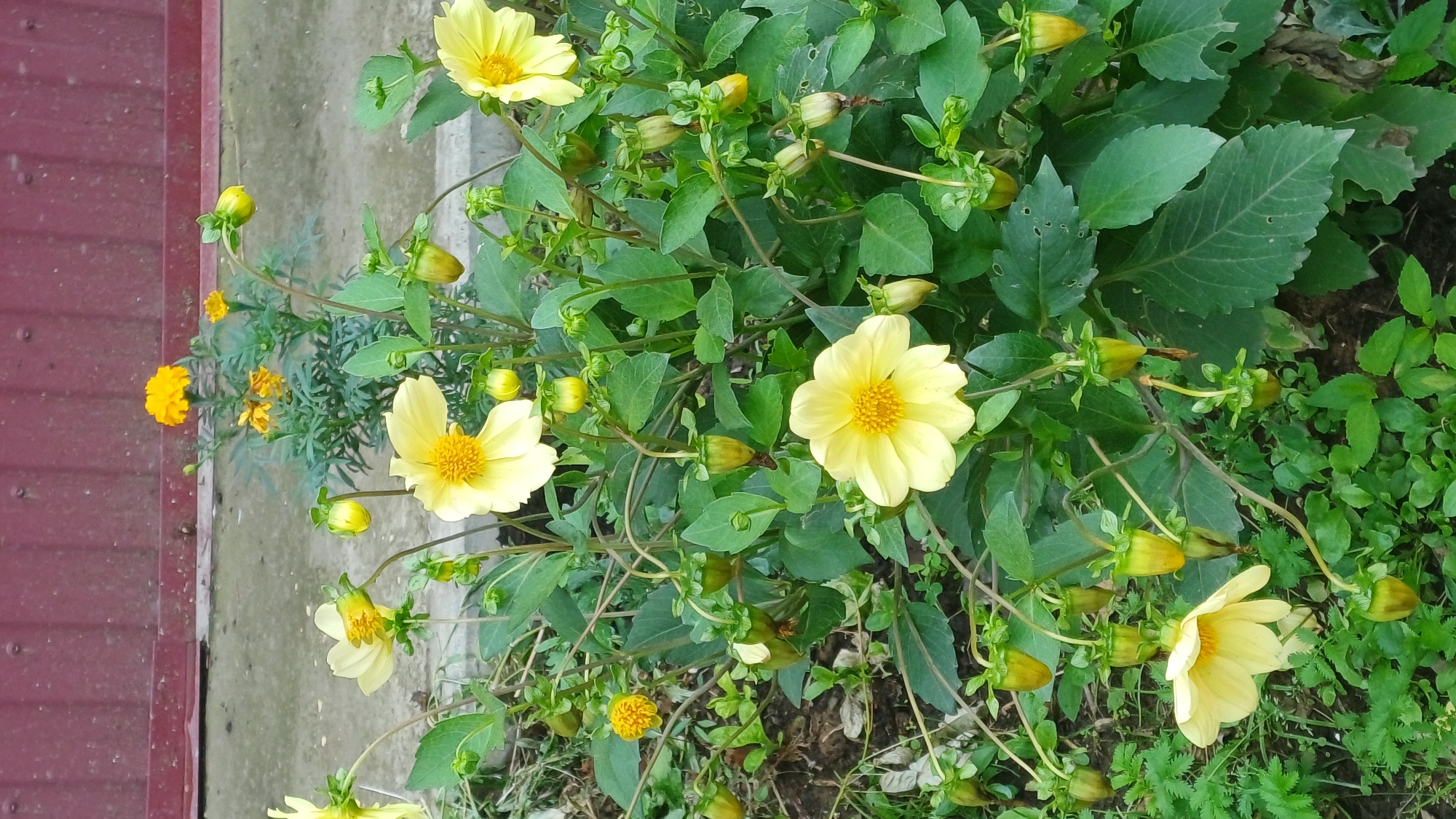 A patch of pale yellow dahlia flowers and buds are in bloom in front of a dark red, corrugated metal fence. To the left of the dahlias, a smaller plant with vibrant orange marigold flowers is visible. The ground beneath the plants consists of dry dirt and some patchy green growth. The overall scene suggests an outdoor setting, possibly a garden or yard. The image lacks any human presence or identifiable landmarks that would suggest a specific location within the city of Izhevsk, Russia.