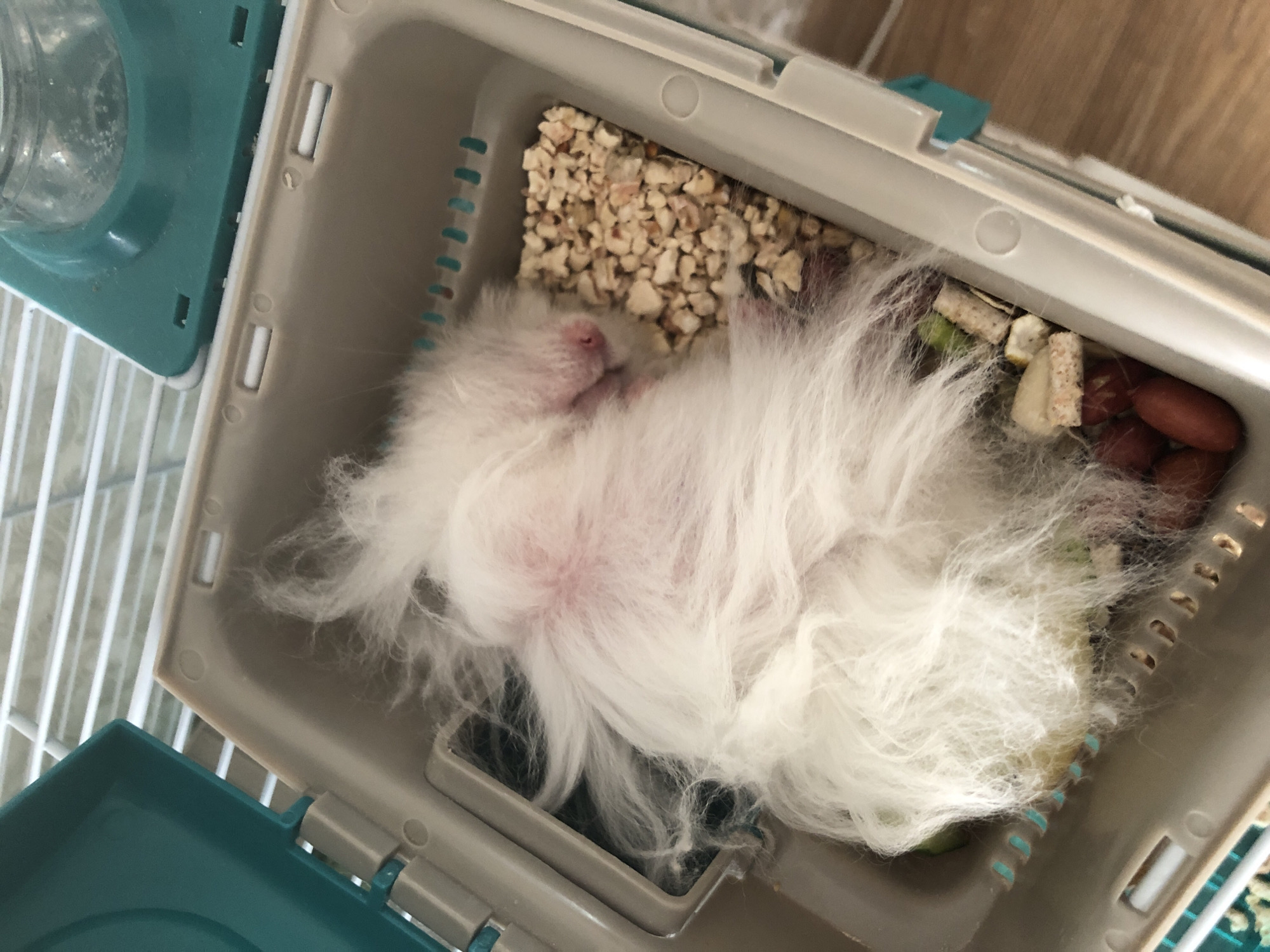 A fluffy white hamster is sleeping in a plastic carrier. The carrier contains bedding, food pellets, and what appear to be peanuts. The carrier is in a cage with a white metal grate. A teal-colored lid with a water dispenser is attached to the carrier. The background shows a wooden floor. There is no information about the location in Solikamsk, Russia.