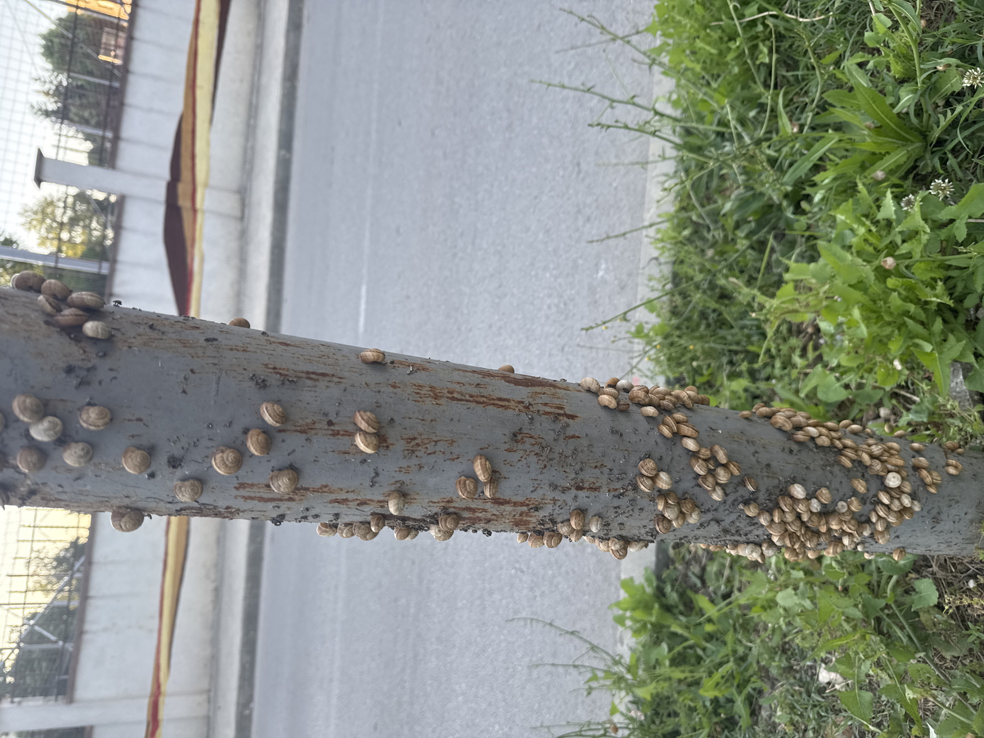 A vertical, gray, metal pole, possibly a street light or utility pole, is covered with a large number of small, brown and white-shelled snails. The pole is positioned alongside a paved road, with a sidewalk or grassy verge separating them. In the background, there is a wall with a colorful mural or advertisement, and beyond that, trees and buildings are visible under a pale sky. The grassy area at the base of the pole is overgrown with green weeds and some small white flowers. The scene appears to be located in Dobrich, Bulgaria, based on the provided context. There are no people or animals other than the snails visible in the image.