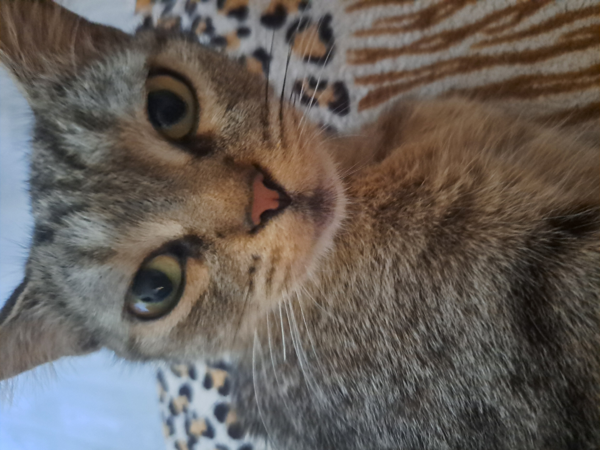 A close-up, head-on, eye-level, waist-up shot of a tabby cat with green eyes and a pink nose is featured. The cat is lying on a patterned surface that appears to be a blanket with leopard and striped designs. The background is blurred, suggesting an indoor setting. The cat is the sole subject and is not interacting with anything or anyone. The scene does not provide any information about the location in the city of Vypasne, Ukraine.