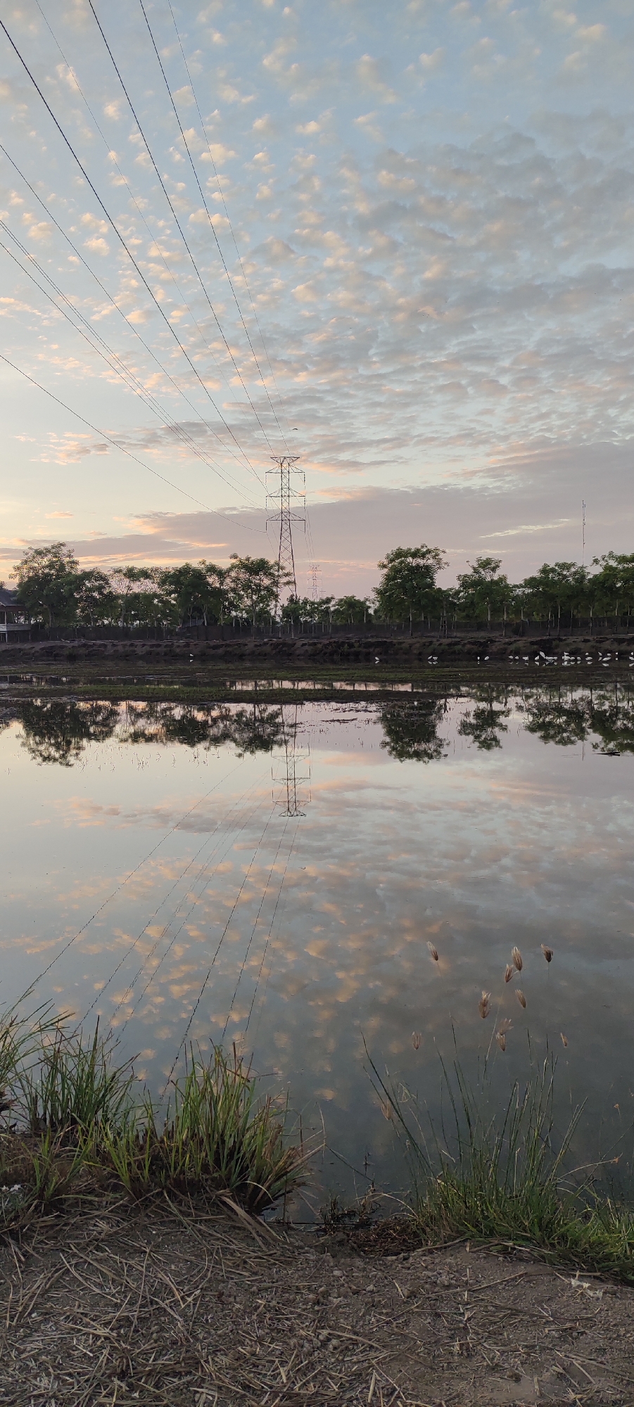 The image depicts a serene, reflective landscape under a sky filled with soft, scattered clouds tinged with the warm hues of either sunrise or sunset. The scene is dominated by a body of water, likely a paddy field or a quiet canal, which acts as a mirror, perfectly reflecting the sky, the surrounding trees, and a prominent lattice-style electricity pylon.
In the middle ground, a line of lush green trees stretches horizontally across the frame, their silhouettes sharp against the sky. Behind them, a few buildings with dark roofs are partially visible, suggesting a human settlement nearby. Multiple electricity pylons, also reflected in the water, march into the distance, indicating the presence of high-voltage power lines traversing the area. The water's surface is mostly calm, disturbed only by ripples that slightly distort the reflections.
In the foreground, the edge of the land is covered with dry, straw-like vegetation and tufts of green grass growing near the water's edge. A few dried grass stalks with seed heads are also visible rising from the water. Several white birds, possibly egrets, are scattered along the bank and in the shallow water, adding a touch of wildlife to the tranquil scene.
The overall impression is one of natural beauty enhanced by human infrastructure, a common sight in rural or semi-rural settings. Given the context provided about Lhokseumawe, Indonesia, this scene could represent a typical landscape found in the outskirts of the city, where agricultural lands meet the developed areas, and power lines are a common feature. The lighting suggests either the early morning or late afternoon, a time often associated with peaceful and picturesque natural light.