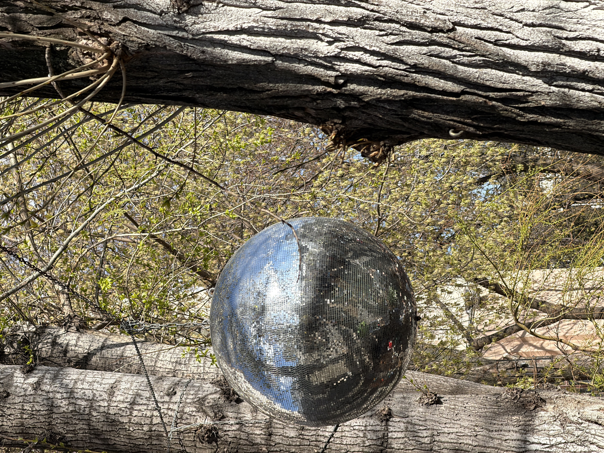 A disco ball hangs from a tree branch in an outdoor setting. The tree appears to be lying on the ground, or is a very low-hanging branch. A chain suspends the disco ball. In the background are more branches of trees with budding leaves. Based on the surrounding foliage, the scene is in a park or wooded area. While I can guess Moscow, Russia, there is nothing to specifically confirm its location.