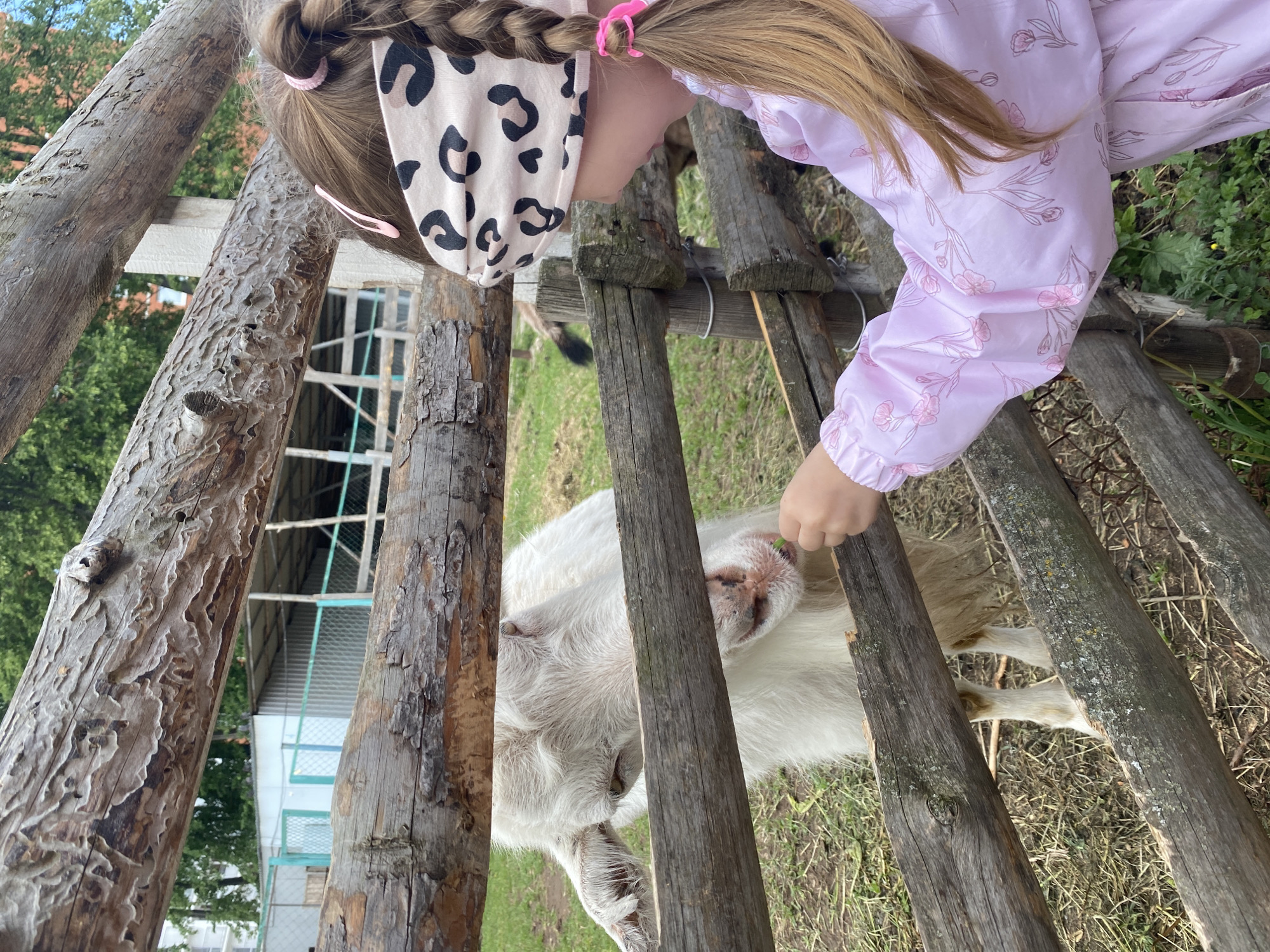 A young girl wearing a pink floral jacket and a headband with an animal print is feeding a white goat through a wooden fence. The location is likely a petting zoo or farm animal enclosure in Chaikovsky, Russia. The background shows some greenery and what appears to be a building with a green-roofed structure. The girl is on the exterior of the fence, extending her hand to feed the goat, which is inside the enclosure.