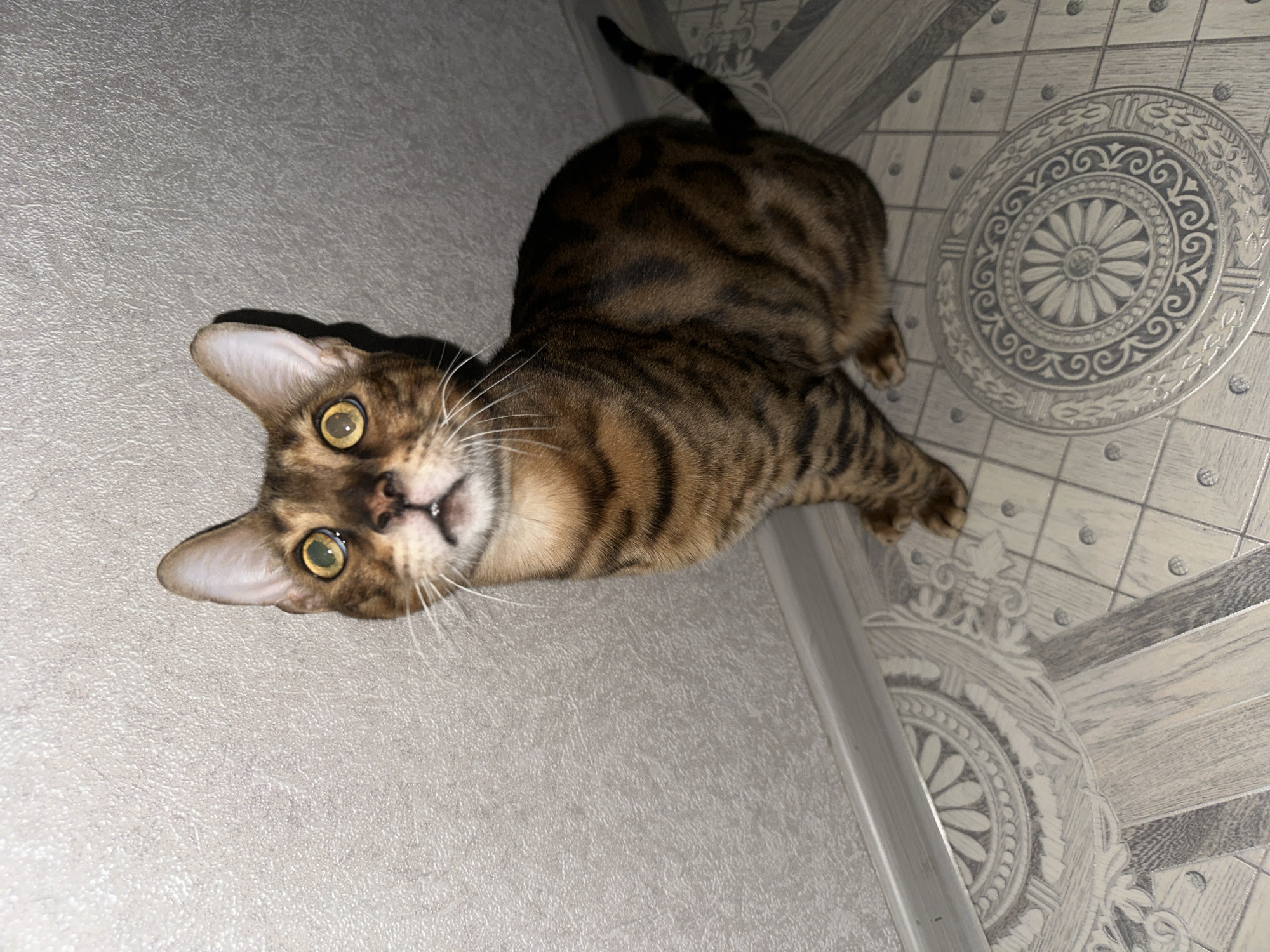 A Bengal cat with striking yellow eyes and dark brown stripes is sitting on a floor with a tiled pattern. The cat is looking upwards with its mouth slightly open. The wall behind the cat has a textured, light gray finish, and a white baseboard runs along the bottom of the wall. The floor tiles feature a decorative circular pattern. The image appears to be taken indoors, likely in a residential setting. There is no discernible information to place the scene in Energetik, Russia.