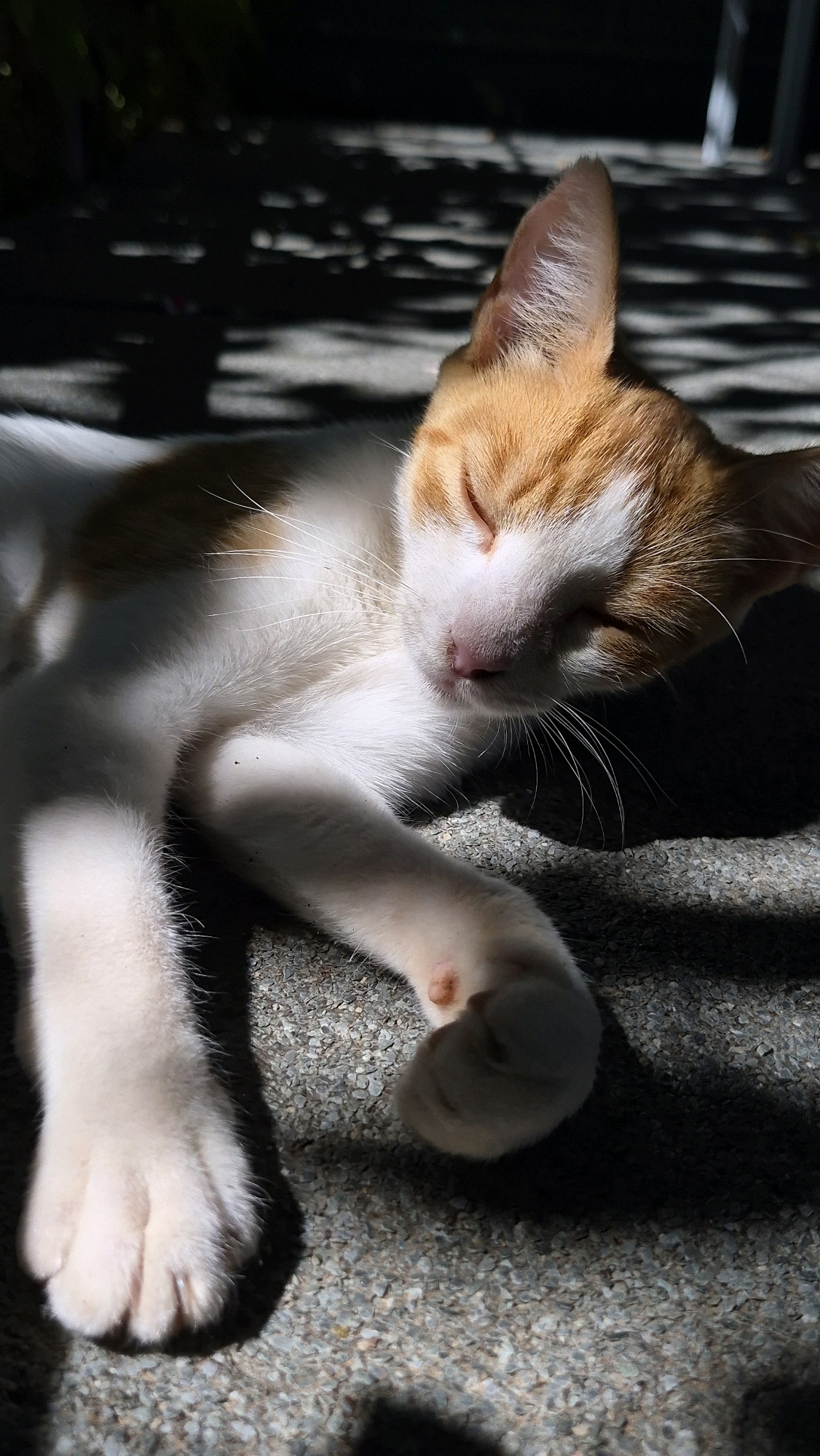 A ginger and white cat is sleeping on a textured, pebbly surface outdoors. The cat is lying on its side, with its eyes closed and its head resting on its front paws. Sunlight is casting dappled shadows across the scene, suggesting an outdoor environment with foliage overhead. The cat's fur is white with ginger markings on its head and back. One of its front paws is visible in the foreground, showing its toes. The surface it is resting on appears to be concrete or a similar material with small stones embedded in it.