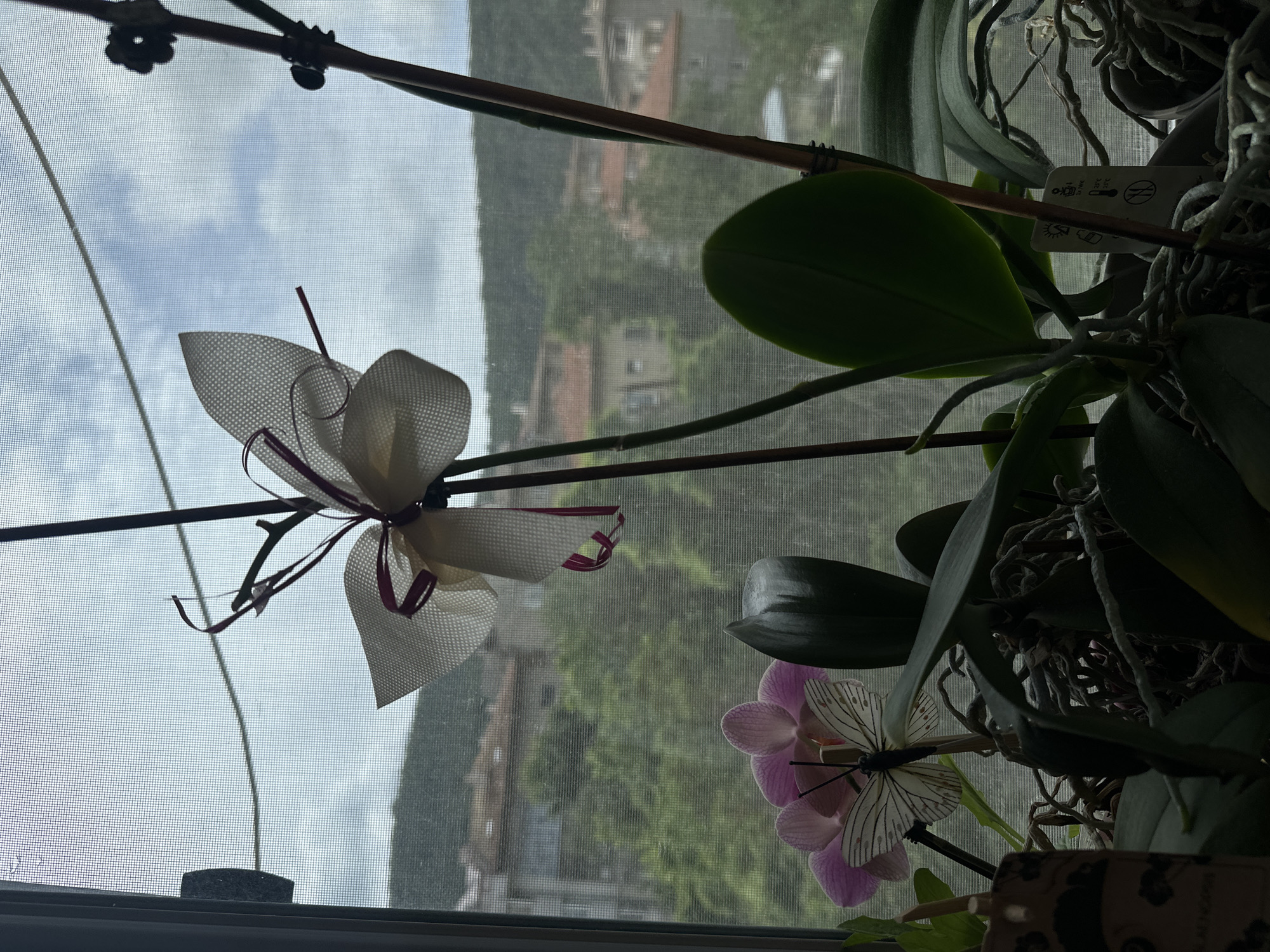 The image shows an indoor view through a window screen, with a view of buildings and hills in Shumen, Bulgaria. In the foreground, orchid plants with pink and white flowers are visible. One white orchid flower, possibly artificial or dried, has a ribbon detail. A decorative butterfly is perched on one of the pink orchid flowers. The plants are in pots, and their roots are exposed. The sky is partly cloudy.