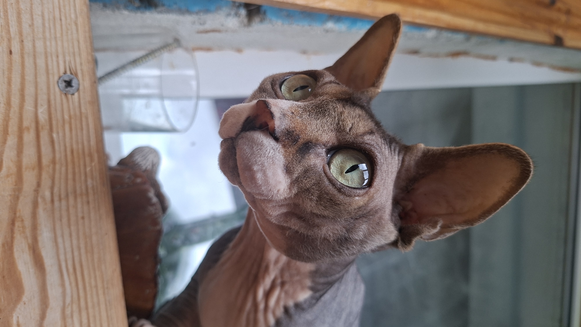 A close-up shot features a Sphynx cat with light green eyes and brown fur looking up and to the left. The cat's head is angled, with its ears perked up. The background includes wooden beams and a glass window or enclosure. The location is not determinable from the image content.