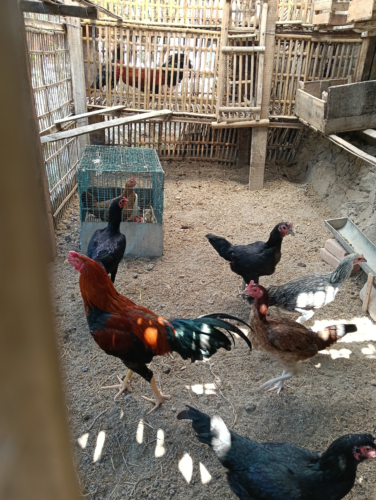The image shows a group of chickens in a coop constructed of bamboo and wood. The ground is covered with dirt and straw. In the foreground, a rooster with reddish-brown and black plumage is facing left. Behind it, a black hen stands with its head turned to the right. Further back, a light brown hen is walking to the right, and a black hen is standing still. To the left, inside a green wire cage, two chickens are visible. In the background, several chickens are obscured by the bamboo structure of the coop. The lighting suggests an outdoor scene, possibly in the morning or afternoon, casting shadows on the ground. The overall impression is a functional, rustic chicken enclosure. It is not possible to determine the specific location within Banjarnegoro, Indonesia, from the image alone.