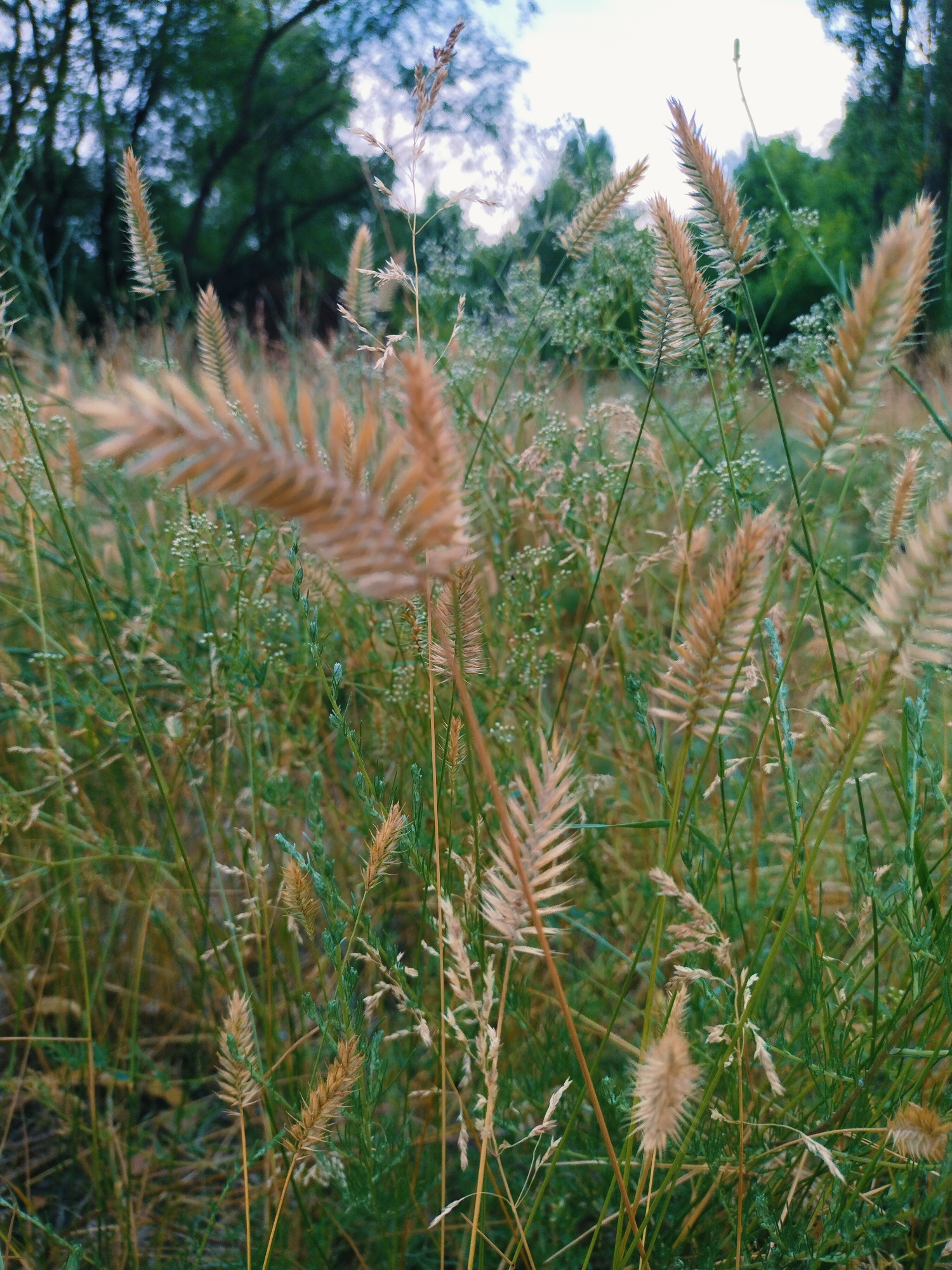 This image depicts a close-up view of dry grass and green foliage in an outdoor environment. The focus is on several stalks of wheat-like dried grass with feathery seed heads, interspersed with lighter green, leafy plants. The background shows a blurred view of trees and a sky. There are no people or identifiable structures present. The scene suggests a natural setting, likely a field or meadow. There is no visual information that can tie this image to the city of Horishni Plavni, Ukraine.