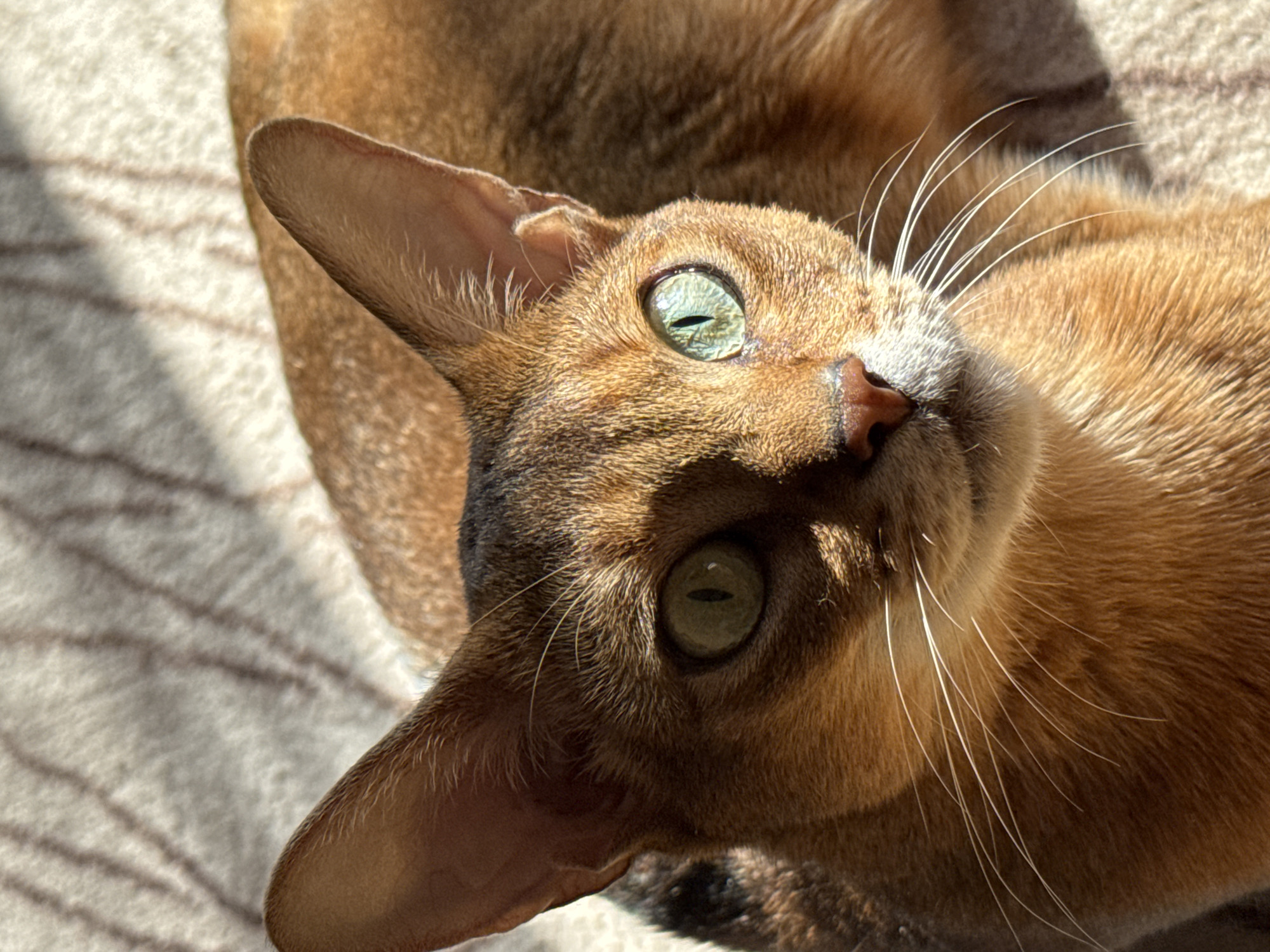 The image shows a close-up of a golden-brown cat lying on a patterned surface, likely a blanket or carpet. The cat has green eyes and prominent white whiskers. Its head is tilted upward, suggesting it is looking at something above or to the side. The cat's left ear is fully visible, and a portion of a second cat is visible in the background. The scene is brightly lit, possibly by sunlight. The location is not discernible from the image.