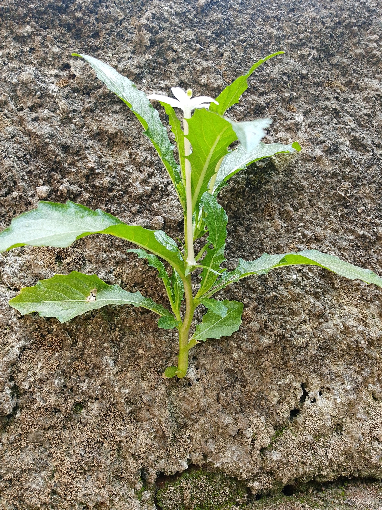 A single, green plant with a small white flower sprouts from a rough, textured concrete wall. The plant has multiple leaves, some of which appear slightly damaged. The concrete wall is gray and appears weathered, with some patches of moss and small brown particles on its surface. The scene is lit from above, casting a slight shadow from the plant onto the wall. The image is captured at a close-up, eye-level perspective. There are no people, animals, or other objects present in the frame. The location is a wall in Karawang, Indonesia.
