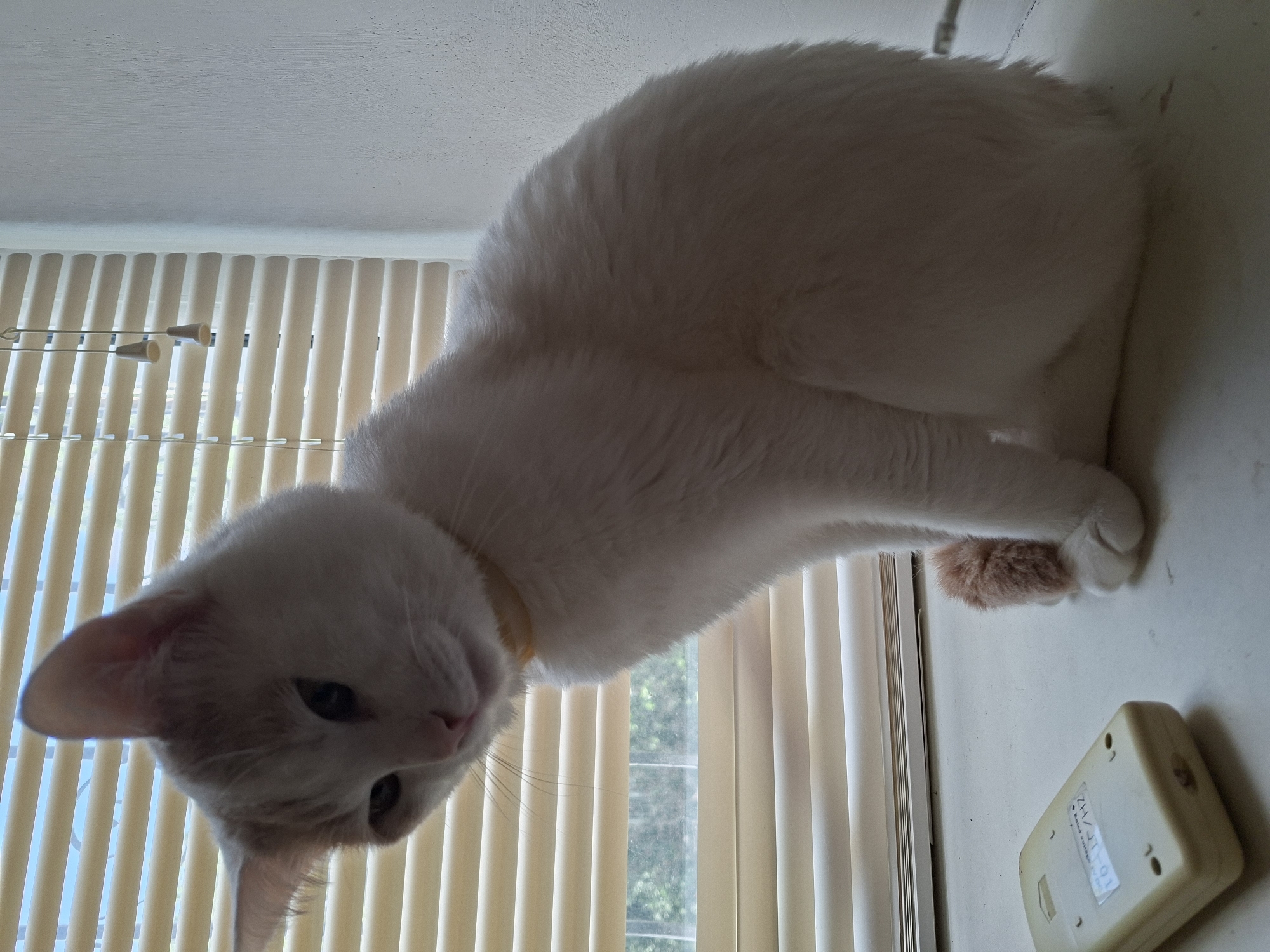 A white and orange cat with a yellow collar is sitting on a windowsill in front of a closed venetian blind. The cat is facing to the left, looking down. The windowsill is white and dusty. To the left of the cat is a small, rectangular, off-white electronic device with a label on it. The blinds are beige and appear to be made of plastic. Outside the window, some green foliage is visible. The wall to the right of the blinds is white and textured. The image is taken from a slightly low angle.