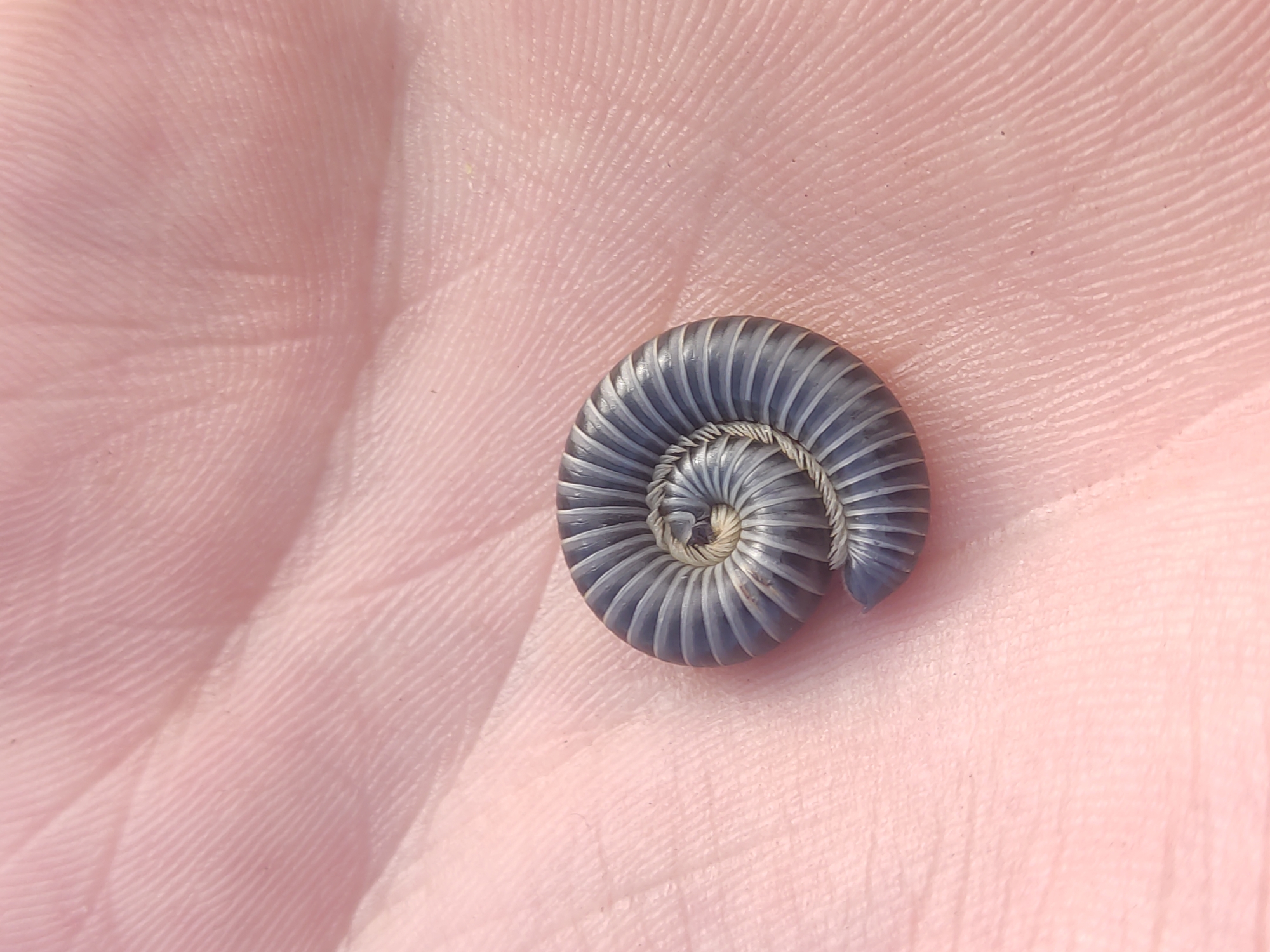 A millipede is curled up on a person's palm. The millipede is gray with white stripes, and it is curled into a tight spiral. The person's palm is pink and has many wrinkles. The location is unknown and cannot be determined from the image. There are no people, actions, or interactions visible in the image.