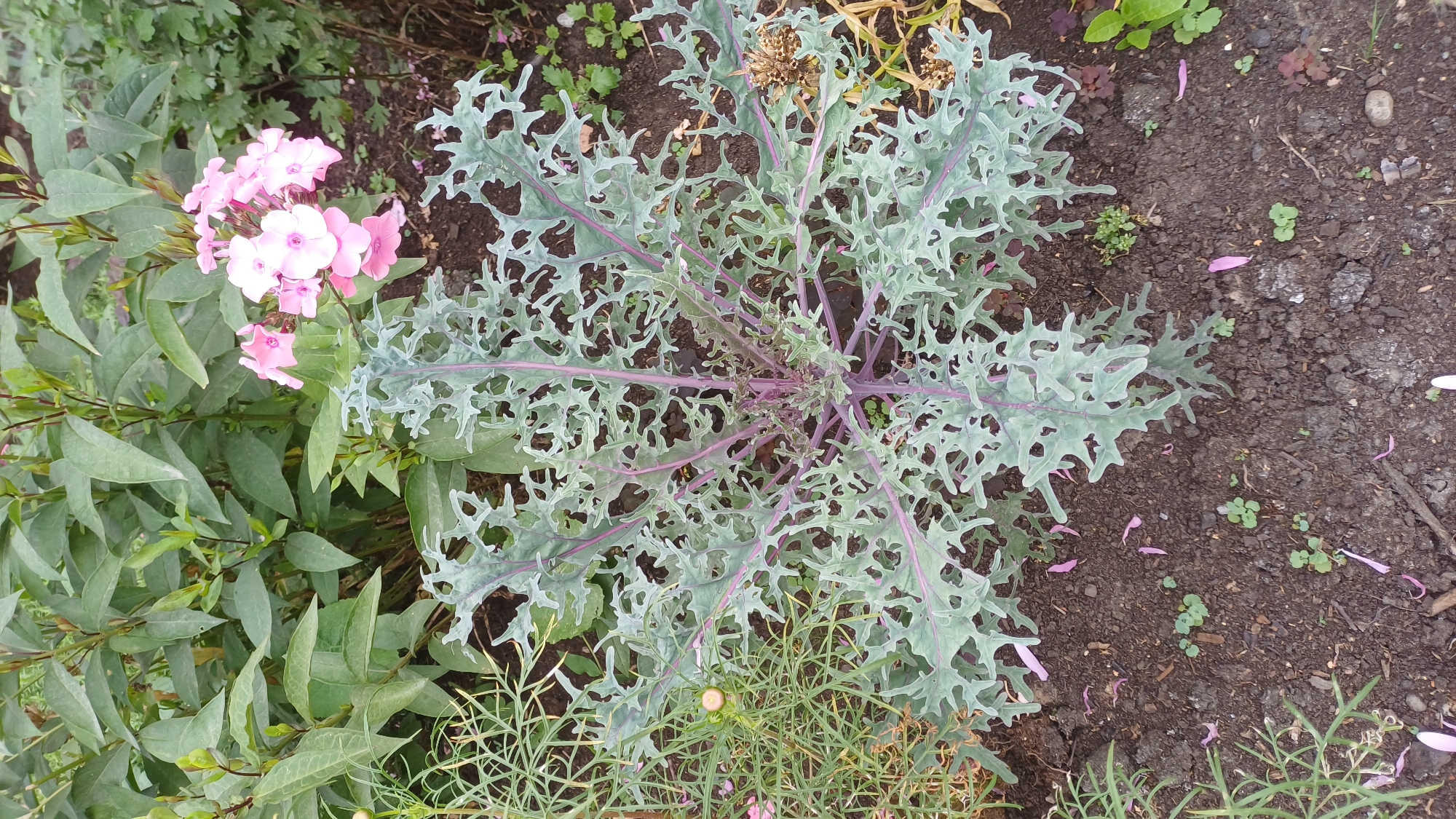 A top-down, medium shot captures an ornamental kale plant with deeply lobed, wavy leaves exhibiting a silvery-green hue with striking purple veins and stems. The plant is situated in dark, loamy soil, with scattered pink petals from a nearby flowering plant. The kale is surrounded by other greenery, including tall, leafy plants and delicate, feathery foliage. To the right and behind the kale, a cluster of pale pink phlox flowers adds a touch of color. The background consists of more foliage and the ground, indicating an outdoor garden setting. The scene is consistent with a garden bed in Izhevsk, Russia, during late summer or early autumn, when ornamental kale and phlox are typically in bloom and the changing leaf colors become more prominent. No people are present.