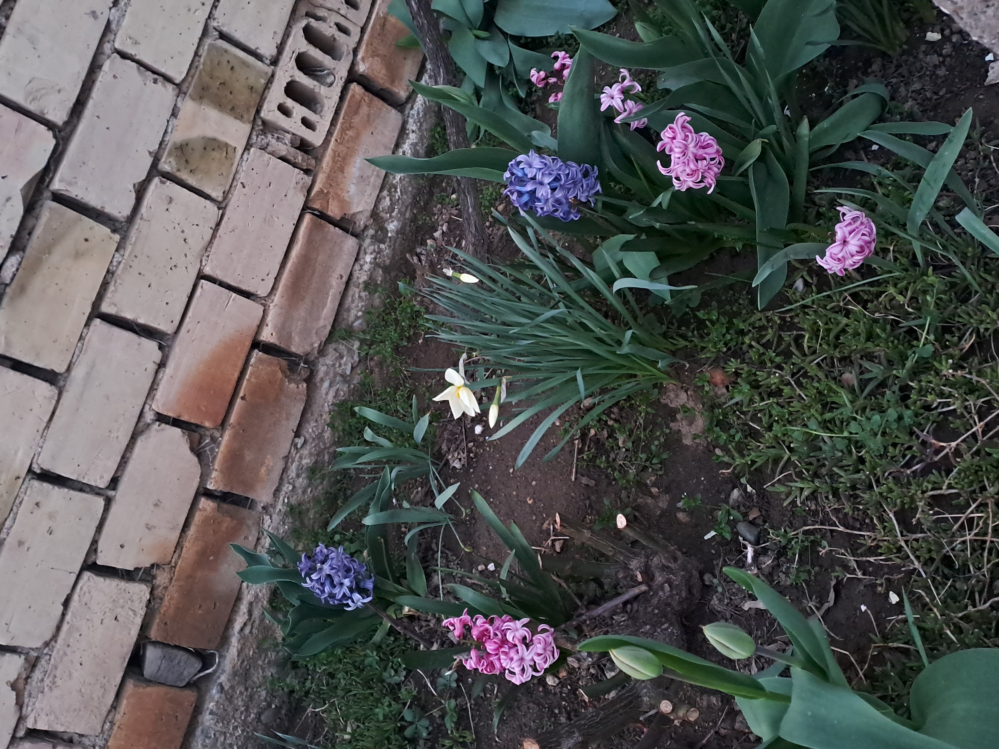 The image shows a garden bed in Spanchevtsi, Bulgaria, bordered by a brick path. The garden contains hyacinths in bloom, in shades of blue and pink. There are also daffodils with white and yellow flowers. The garden bed consists of soil and various small plants and weeds. Some tulip plants with closed buds are visible.