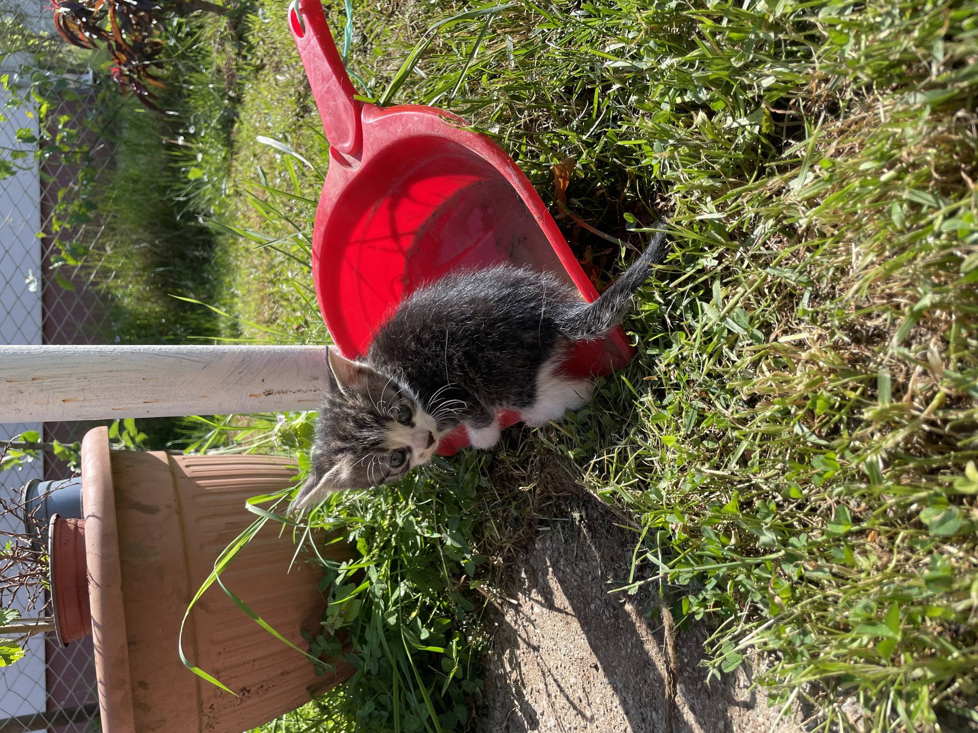 An adorable kitten is positioned partially inside a bright red plastic dustpan, set amidst green grass in an outdoor setting in Danilovgrad, Montenegro. The small feline features a black, white, and grey coat, with a prominent white muzzle, chest, and paws. Its head is raised, and it looks directly towards the viewer with an alert and curious expression. The dustpan is angled, with its handle pointing upwards, and it rests on a mix of vibrant green grass and some drier patches.
To the left of the frame, several terracotta-colored plant pots are visible, along with a white metal fence in the background. Other green foliage and hints of distant structures further define the garden or yard environment. The lighting is bright and sunny, casting distinct shadows on the ground, suggesting it is daytime. The overall impression is one of natural charm, highlighting the kitten's playful curiosity within its surroundings. There is no visible text in the image.
