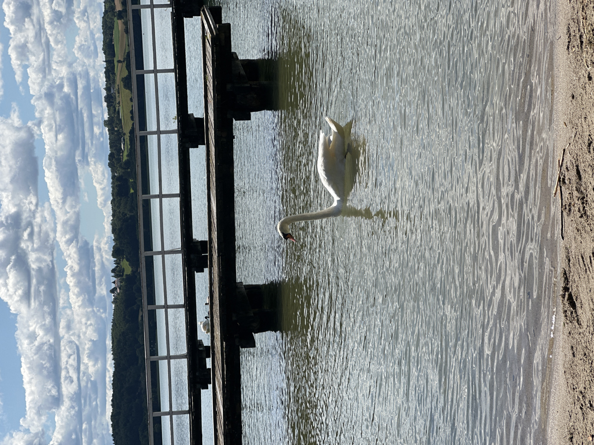 A white swan swims in a body of water, to the right of a wooden pier. The pier is supported by dark pilings and has a white railing. Beyond the pier, a tree-covered hillside is visible with some buildings on top. The sky is blue with scattered white clouds. The foreground shows a sandy beach with some twigs. The image appears to have been taken in Chmielno, Poland, likely on a lake.