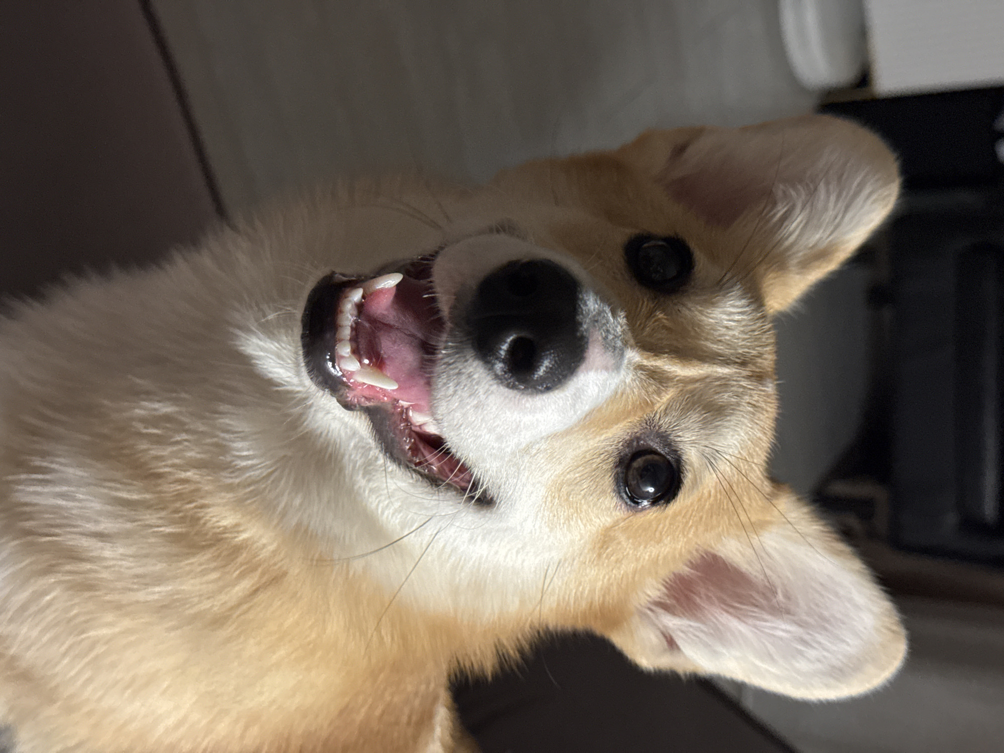 A close-up, tilted-angle shot captures a Pembroke Welsh Corgi looking directly at the viewer with an open mouth exposing its teeth. The dog has a cream and reddish-brown coat. Its ears are perked. A black nose and dark eyes are visible. The background is dark and out of focus. The dog is positioned to the left of the frame. The photo has no visual information suggesting that it was taken in Chaikovsky, Russia.