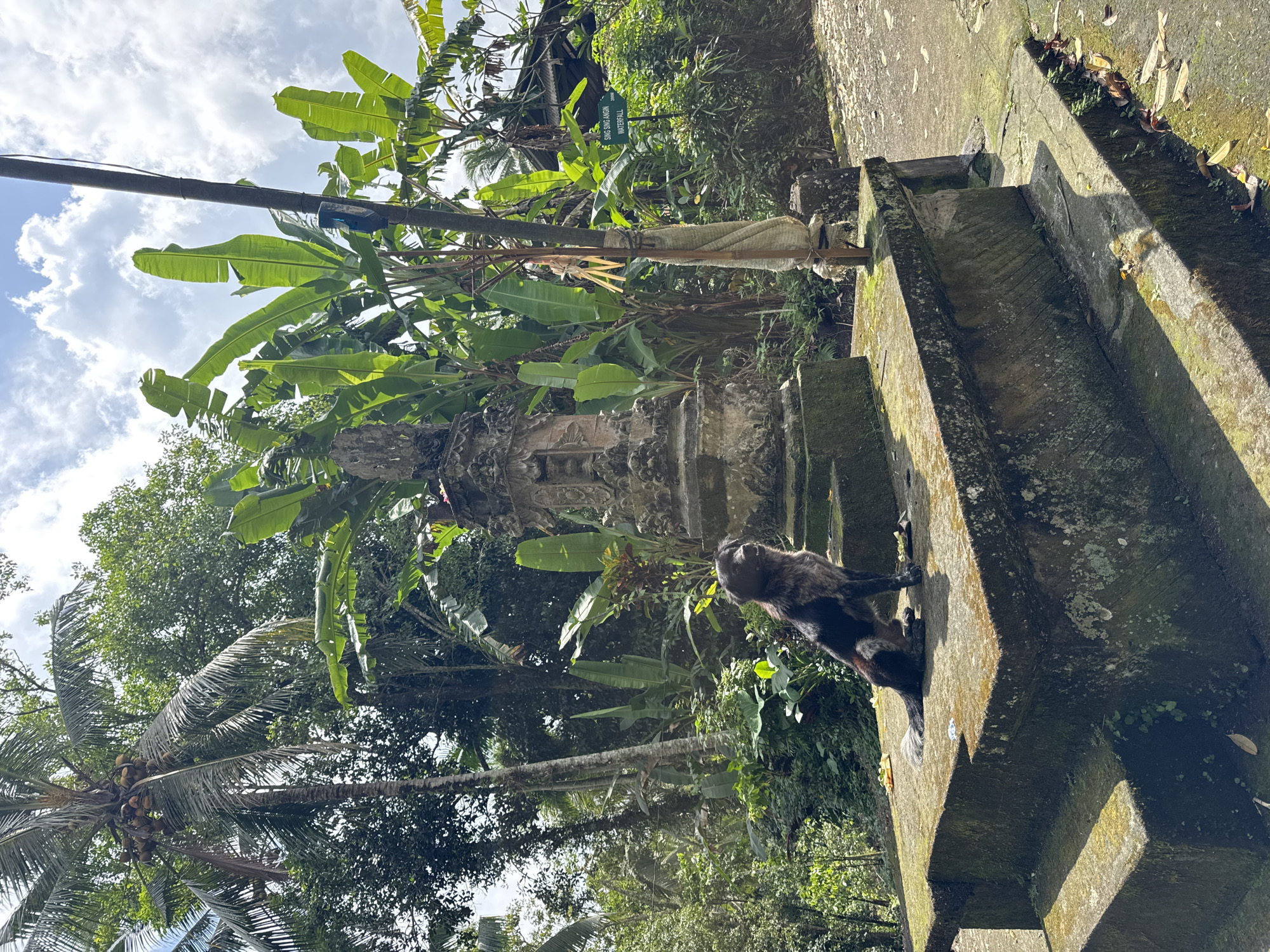 Captured in Selemadeg, Indonesia, the image shows a long-tailed macaque on moss-covered stone steps. The backdrop includes a lush, tropical environment with banana trees, assorted foliage, and a decorated stone structure. The sky is partially cloudy. A wooden pole and signage are present amid the foliage.