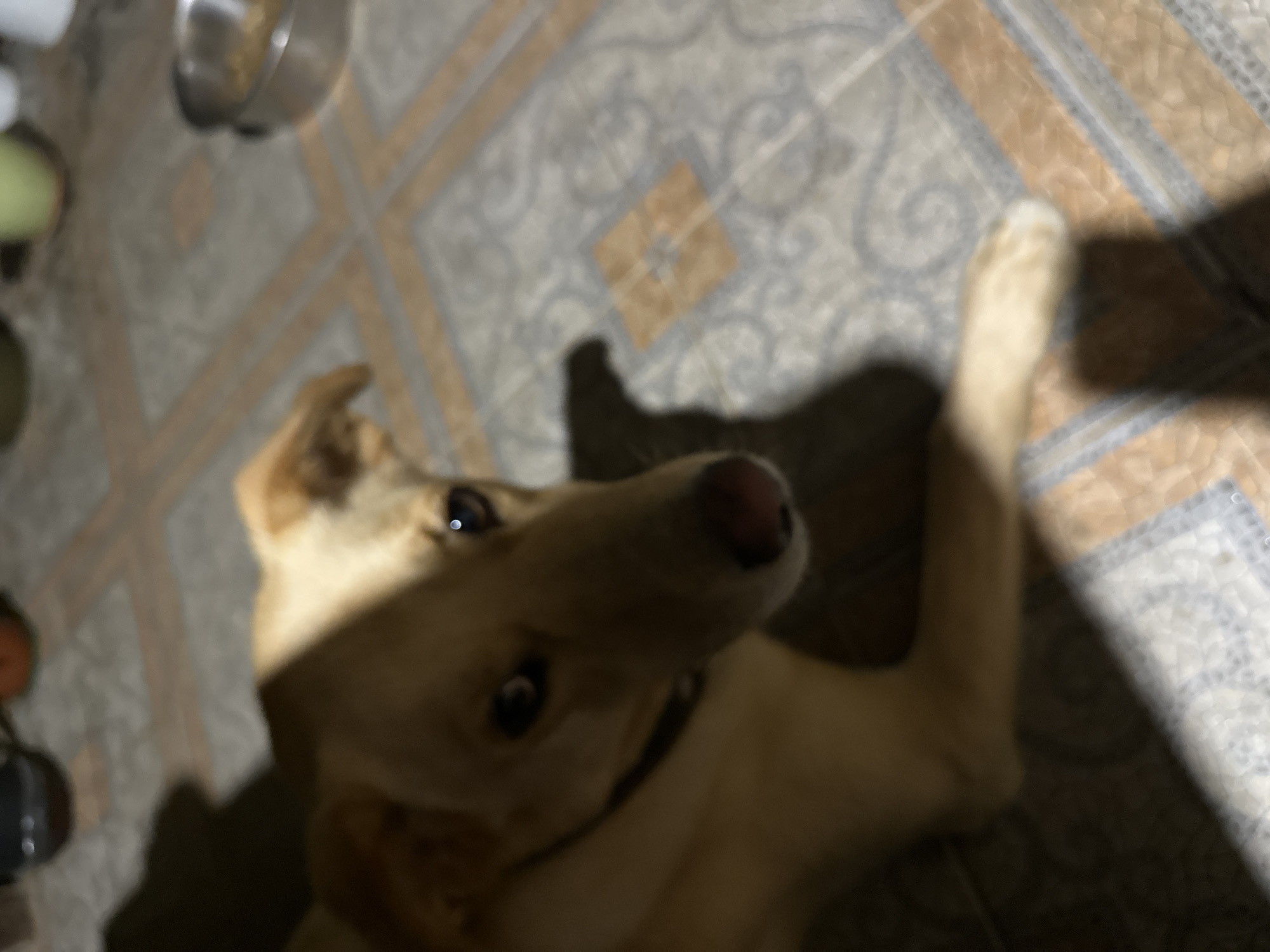 A light-colored dog with dark eyes and a pink nose lies on a tiled floor. The dog's body is partially in shadow, with a bright light source illuminating its face and chest from the left. In the background, out of focus, are several objects including what appears to be a metal dog bowl filled with food, and several potted plants. The floor is covered in square tiles with an ornate pattern. The image is taken indoors, likely in a residential setting. The presence of a dog bowl and plants suggests a home environment. There is no indication of the specific location in Sochi, Russia.