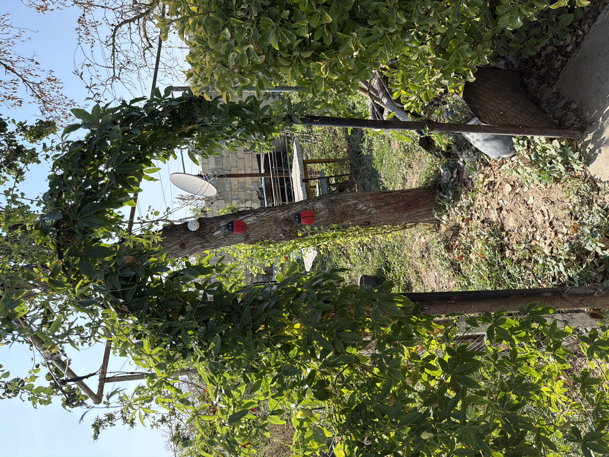 The image depicts a sunlit outdoor scene in the city of Balakənd, Azerbaijan. In the foreground, a thick vine-covered archway made of metal poles and abundant green foliage frames the view. A large tree trunk stands prominently within the arch, its bark visible. Two red ladybug decorations are affixed to the tree, along with a white spherical object. Behind the tree, a satellite dish is mounted on a metal pole, positioned against a low-walled structure. A picnic table with chairs is visible in the background, suggesting an outdoor seating area. Lush green bushes and trees fill the rest of the frame, indicating a natural or garden-like environment. The ground is covered with dry leaves and grass. The sky is clear and blue.