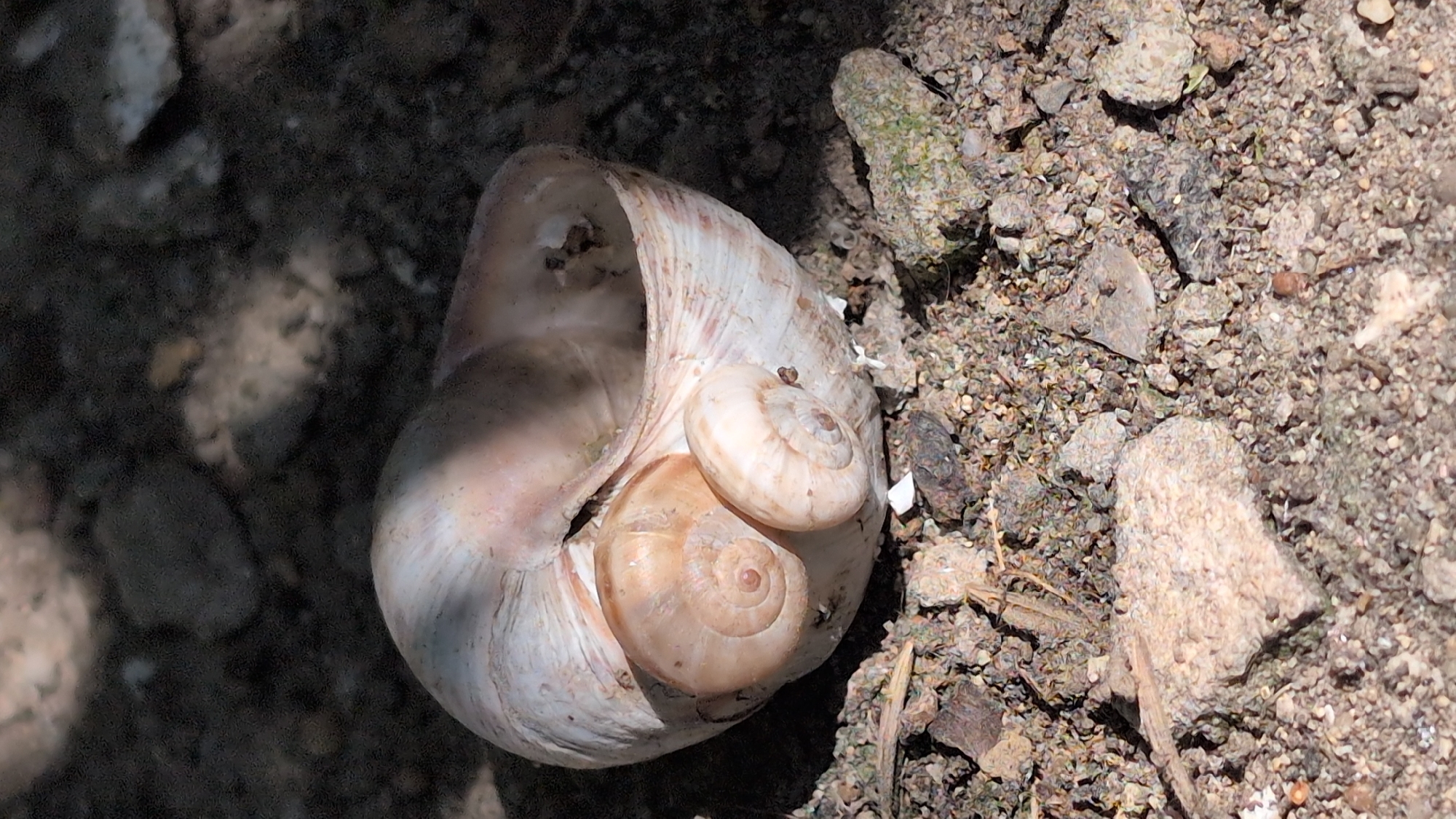 A close-up, low-angle shot captures a large, weathered, light-colored snail shell resting on the ground in Izmail, Ukraine. Two smaller, tan-colored snail shells are nestled within the opening of the larger shell. The ground is covered with a mixture of dirt, small pebbles, and bits of organic debris. Sunlight casts shadows on the scene, highlighting the textures of the shells and the surrounding earth. The environment appears to be an outdoor setting, possibly a garden or natural area within the city. There are no people or animals visible in the image.