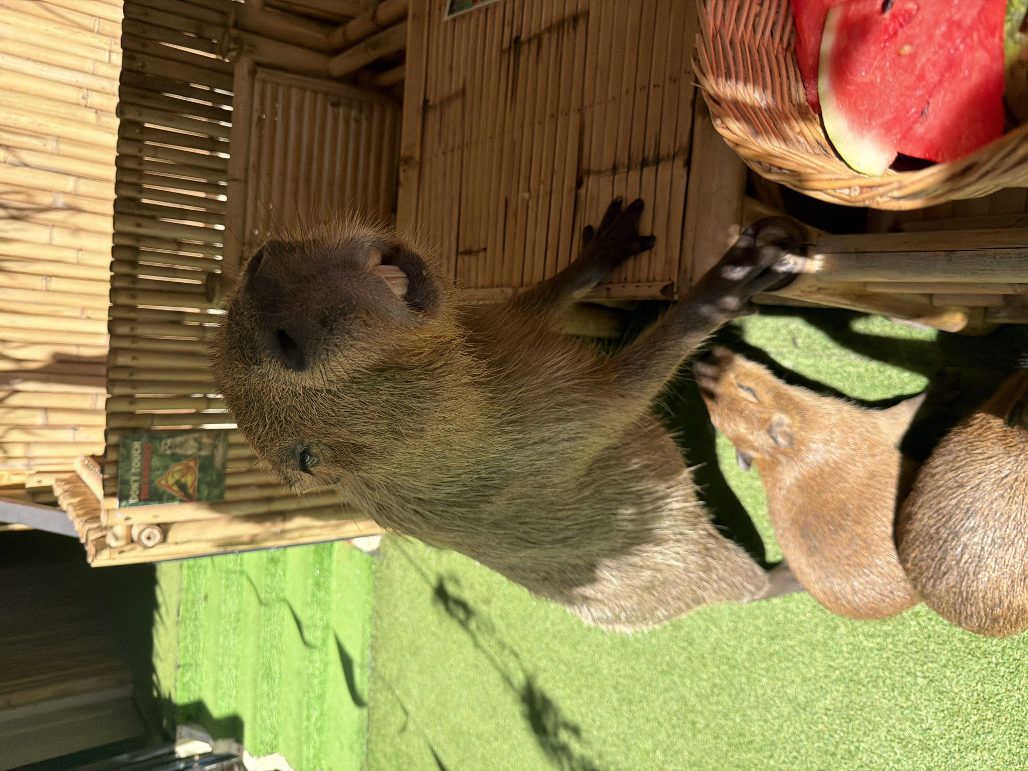 The image depicts a capybara standing upright on its hind legs, leaning against a bamboo structure. The capybara has its mouth open, revealing its teeth. Below it, two smaller capybaras are visible, one resting its head on the other. The environment appears to be an outdoor enclosure with artificial green turf. A woven basket filled with watermelon slices is situated to the right of the capybaras. A sign with the text "DON'T TOUCH" is attached to the bamboo structure in the background. The scene is located in a tropical environment, consistent with the region of Koh Phangan, Thailand.