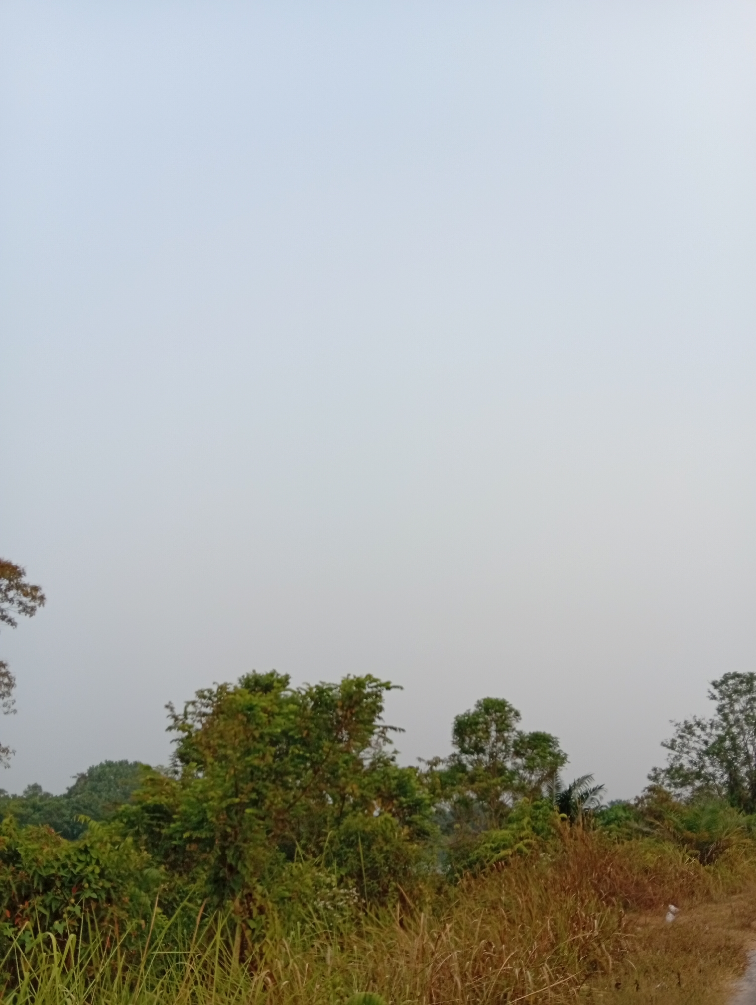 The image shows a landscape with lush green vegetation and dry, golden grass. The sky is overcast with a pale gray hue. There are several trees of various sizes and densities, with some bearing green leaves and others appearing to have drier foliage. In the foreground, tall, dry grasses dominate the scene, bordering what appears to be a dirt or gravel path on the right side. A small piece of white debris is visible on the path. The overall impression is a natural, somewhat untamed environment. The image does not contain any people or visible signs of human activity beyond the path and the debris. The location is identified as Kualu, Indonesia.