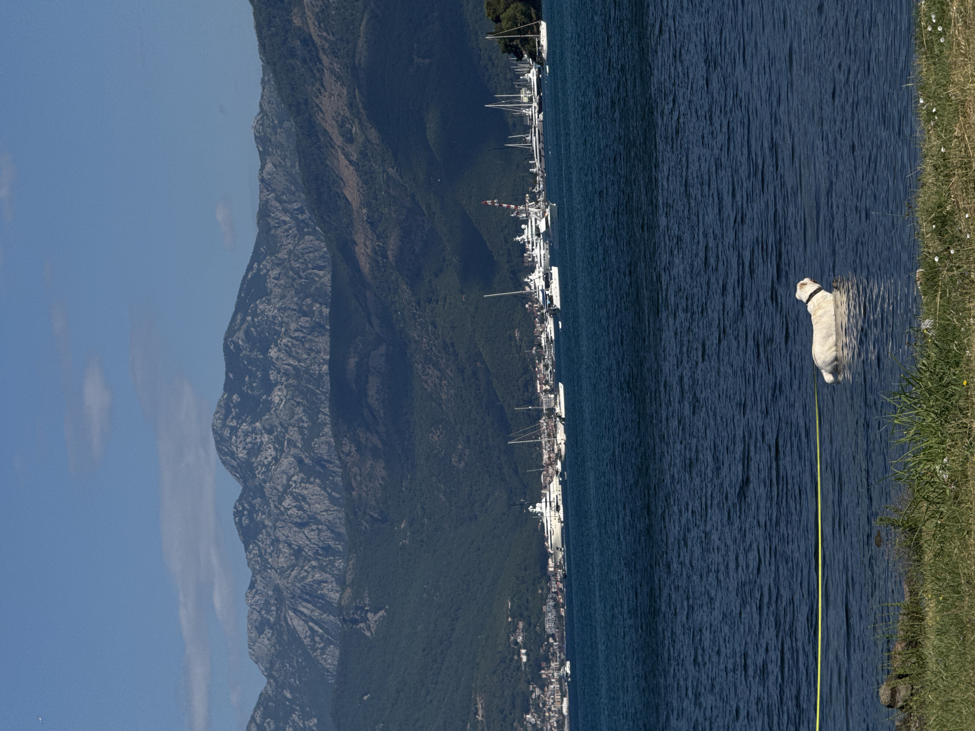 A white dog stands in dark blue water, facing away from the camera, with a yellow leash extending to the left. In the background, a line of docked yachts and sailboats are visible along the coast, with buildings and green hills rising behind them. Dominating the far background is a large, rocky mountain range under a clear blue sky with a few scattered clouds. The foreground shows green grass and rocks along the water's edge. The scene is likely in Mrčevac, Montenegro, given the characteristic mountainous coastal landscape and presence of yachts.