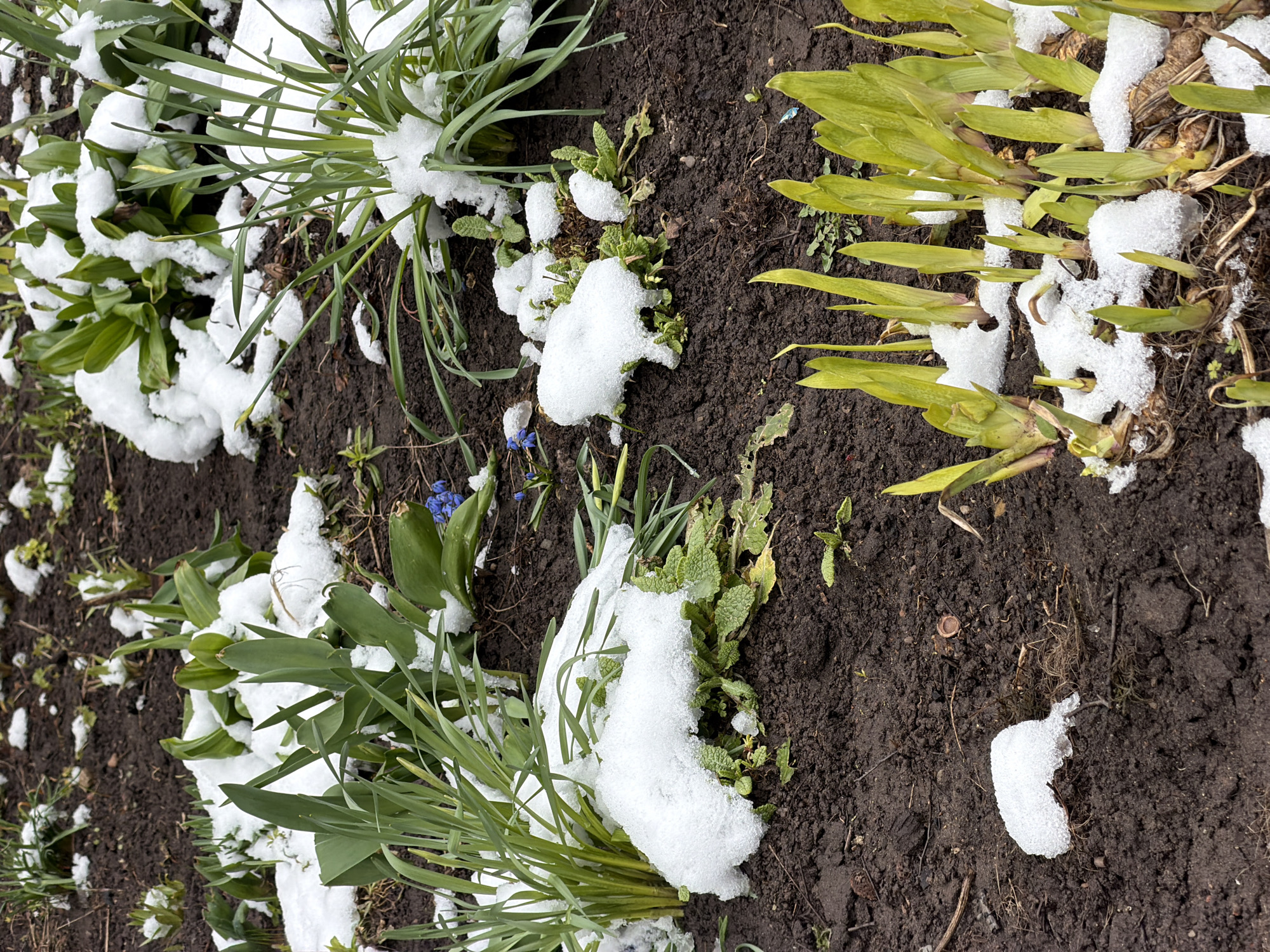 The image shows a patch of earth covered with plants, some of which are partially covered with snow. The soil is dark brown, and the plants consist of green grasses and foliage. The location appears to be an outdoor garden or a similar cultivated space in Chaikovsky, Russia. There are no people visible in the image.