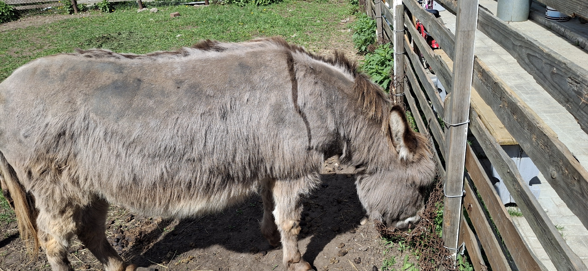 The image shows a donkey standing near a wooden fence in an outdoor environment. The donkey has gray-brown fur and is eating grass near the fence. The fence is made of wooden planks and posts. The ground is covered with dirt, grass, and some vegetation. The location is Chaikovsky, Russia.