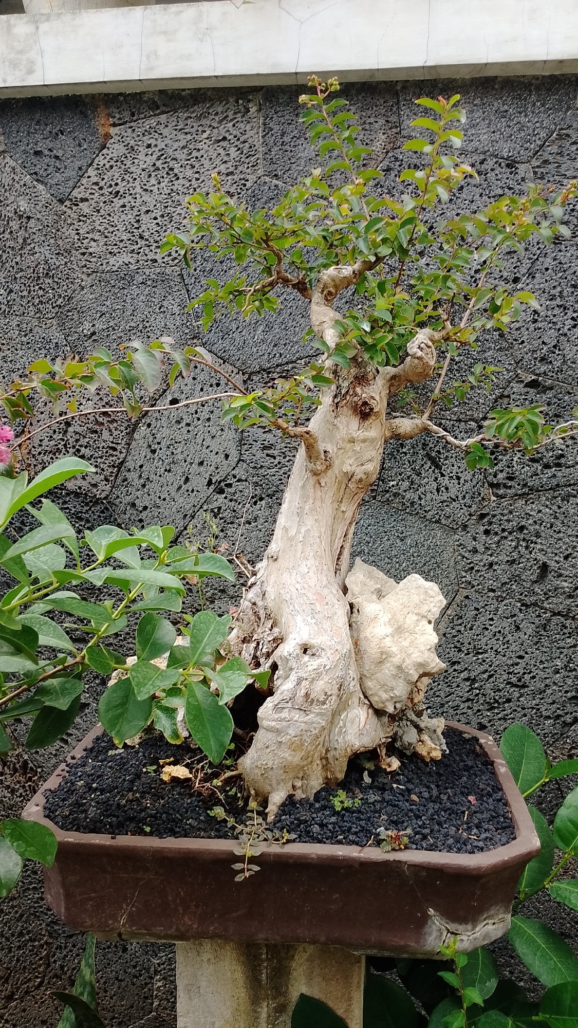A bonsai tree with a thick, gnarled trunk and green leaves sits in a dark brown rectangular pot filled with black gravel. The pot rests on a concrete stand. Behind the bonsai is a textured, dark gray stone wall, with a lighter concrete ledge running along the top. The scene is likely outdoors, given the natural lighting and the presence of other green foliage to the left and right of the bonsai. The location is specified as Bojongsoang, Indonesia.