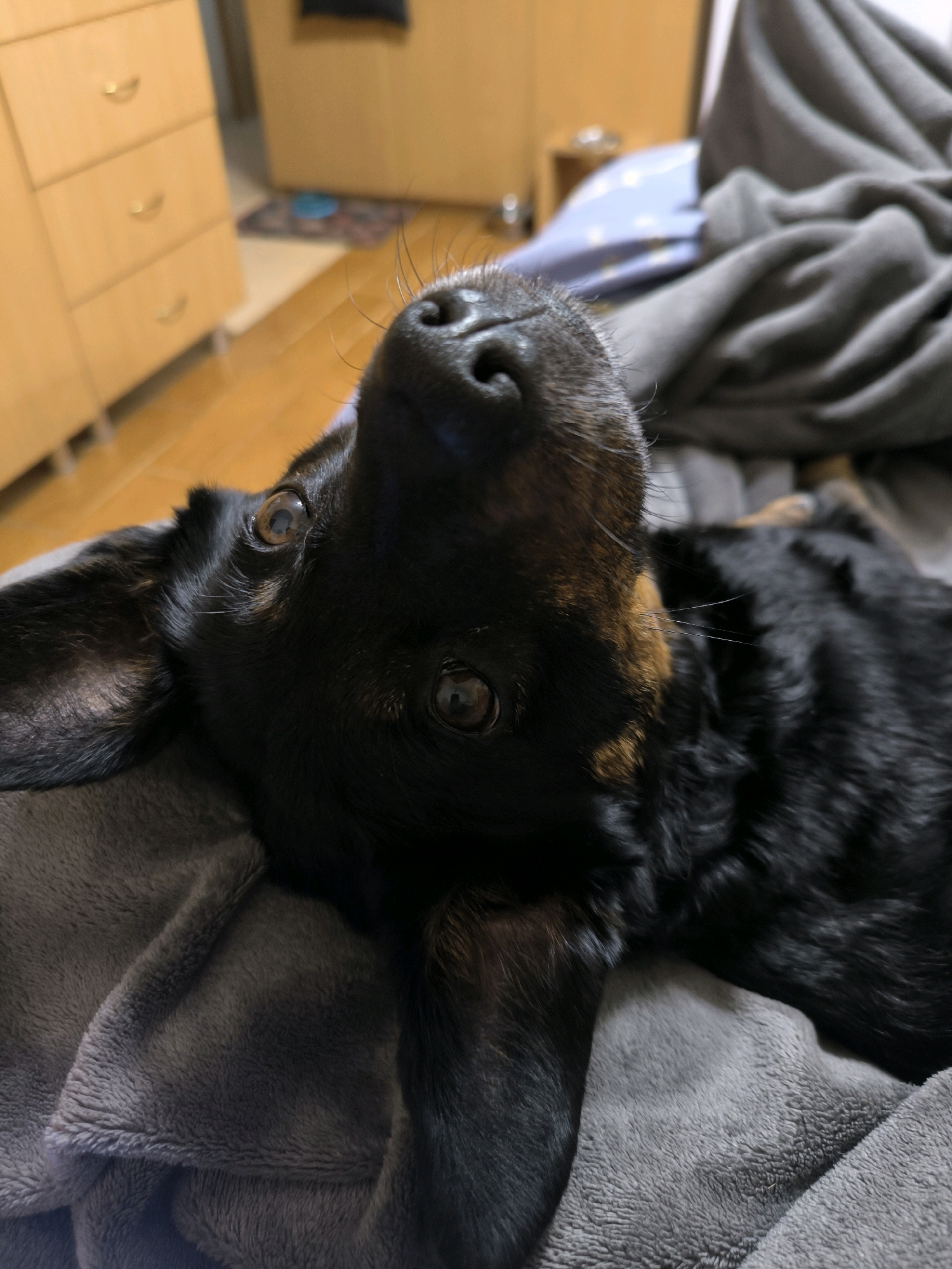 A close-up shot shows a black and tan dog lying on a soft, gray blanket. The dog's head is tilted upwards, and its eyes are looking towards the camera. The background is blurred, but it appears to be a bedroom with wooden furniture and a neatly made bed. The overall impression is one of comfort and relaxation. There is no information available regarding the location in the city of Mykolaiv, Ukraine.