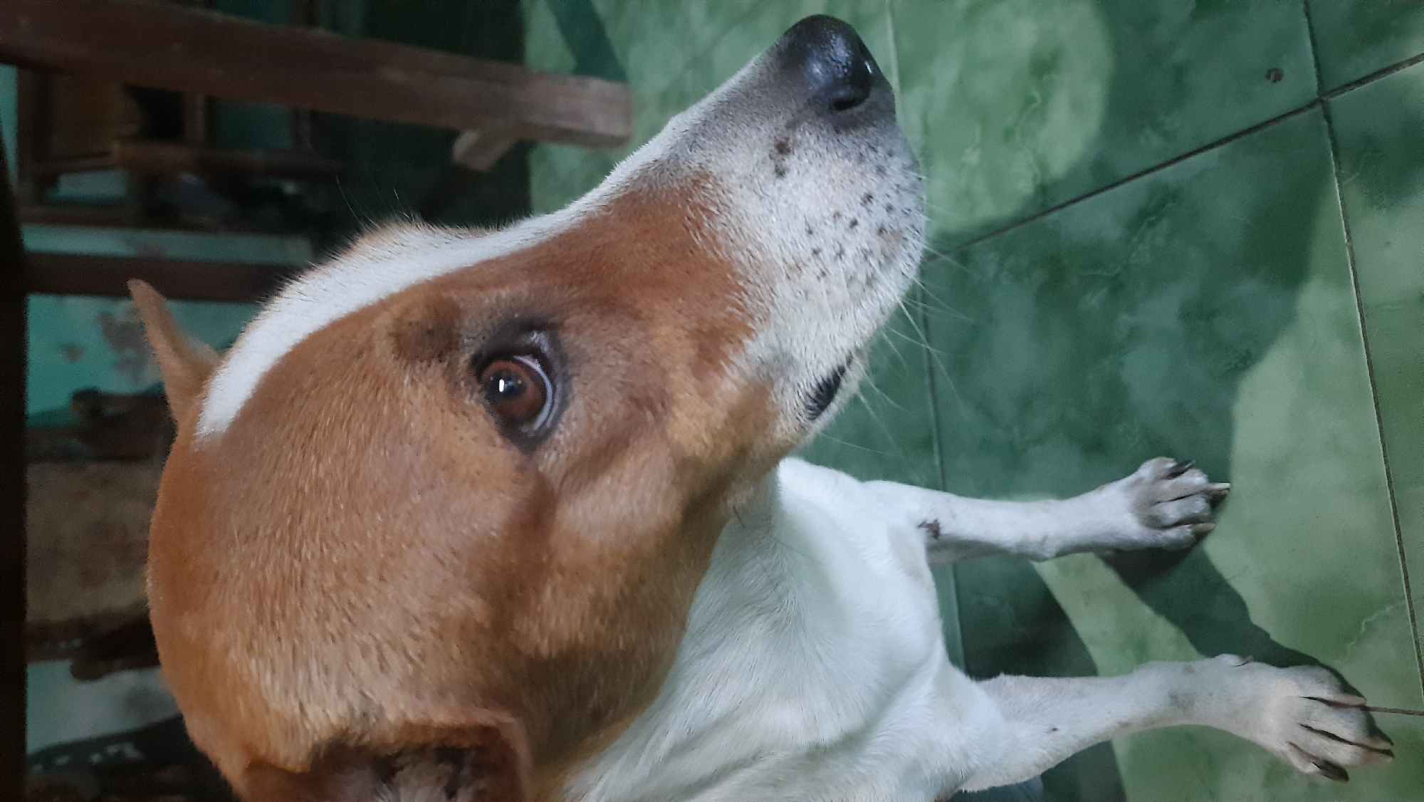 A medium shot depicts the profile of a dog standing indoors, facing right. The dog has brown and white fur, with brown markings on its head and face, and a white stripe running from its forehead to its nose. Its left eye, a dark brown, is visible, and its snout is a mix of white and brown speckles. The dog's body is mostly white. It stands on a green tiled floor. In the background, there are blurred wooden furniture pieces and a wall. The lighting suggests an indoor setting, possibly a home, in Minggir, Indonesia.
