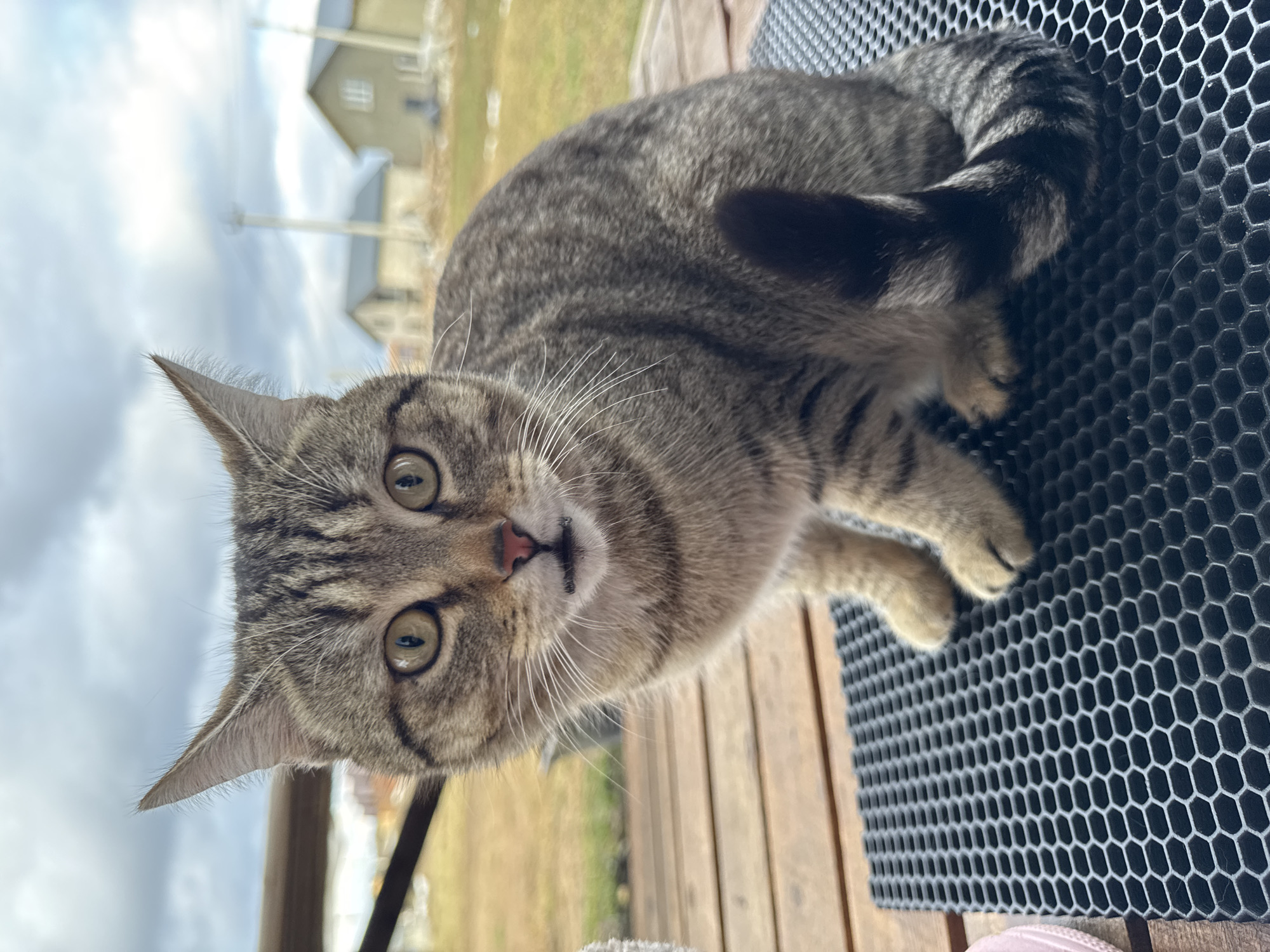 A tabby cat is lying on a black, honeycomb-patterned mat on a wooden deck. The cat has green eyes and is looking directly at the camera. In the background, there is a building and a grassy area under a cloudy sky. The location is Gornyi, Dvurechenskoe S/P, Russia.