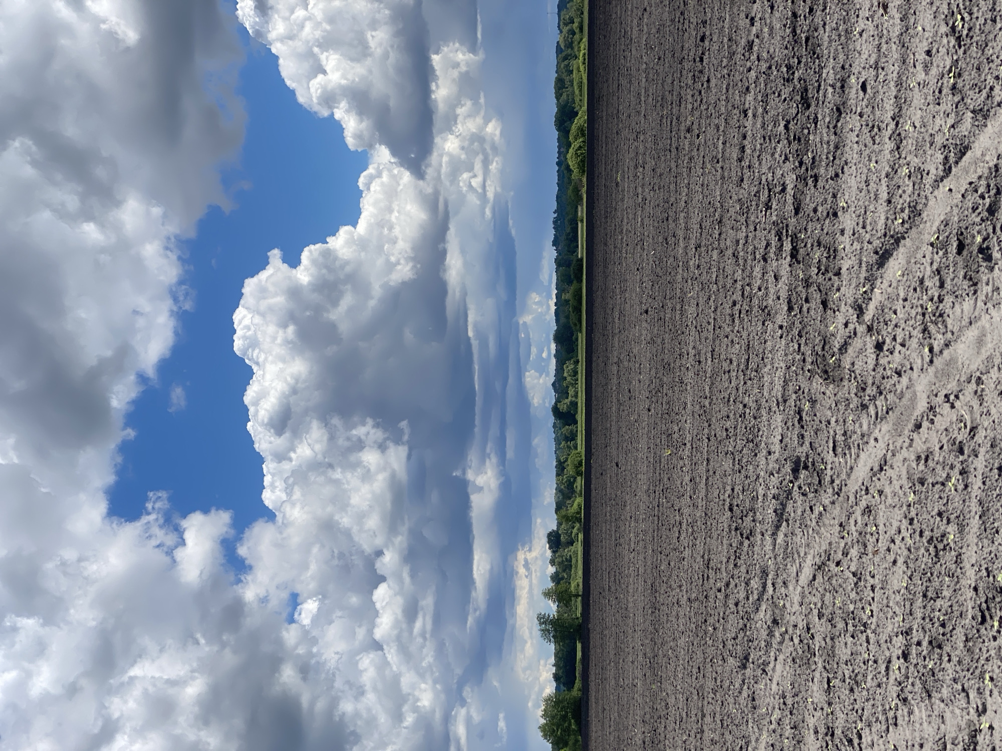 The image depicts a rural scene, likely in Matyashivka, Ukraine. On the right is a field of dark, cultivated soil. Small seedlings or sprouts are visible sparsely across the field. A line of trees and vegetation forms the horizon. Above this, there is a sky dominated by puffy, white cumulus clouds and patches of blue sky. The image has been rotated 90 degrees counterclockwise.