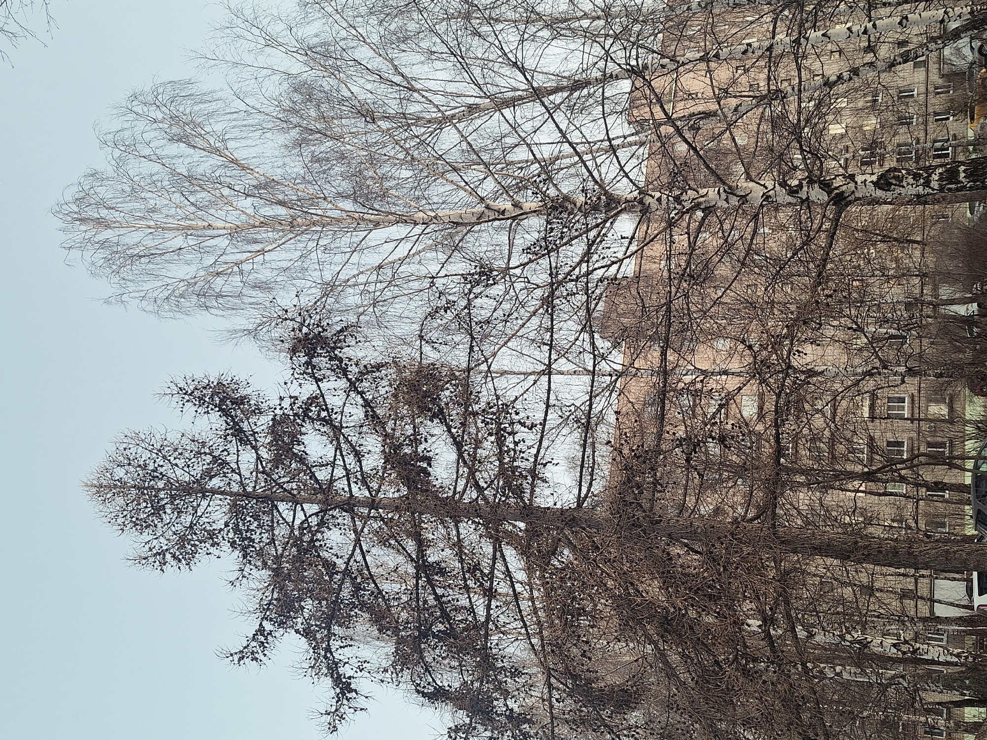 The image depicts a scene in an urban environment. Dominating the foreground are several bare trees, silhouetted against a pale sky. The trees' branches are intricate and detailed. In the background, a multi-story brick building with numerous windows is visible. The overall scene suggests a winter or late autumn setting, with the lack of foliage on the trees. The location is Unknown, Unknown.