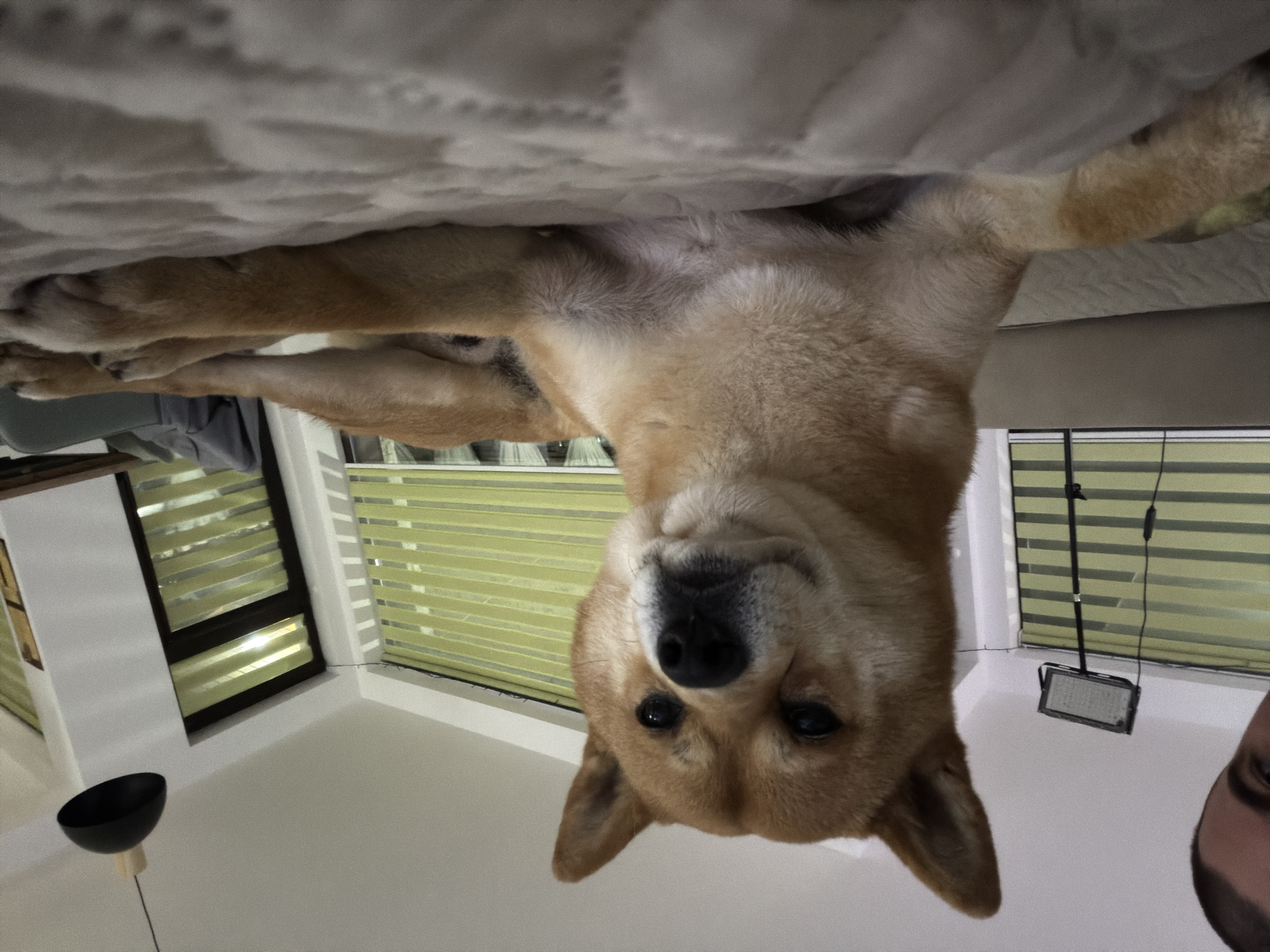 The image is taken from a low angle, looking up at a Shiba Inu dog. The dog is positioned upside down, with its head closest to the viewer. The dog is tan and white. Above the dog is a white, textured surface, likely a bed or couch. In the background, there are windows with blinds and an unidentified male's face. A modern lamp is to the side. The location is not discernible from the image. There is no verifiable evidence to determine the specific city of Priseltsi, Bulgaria.