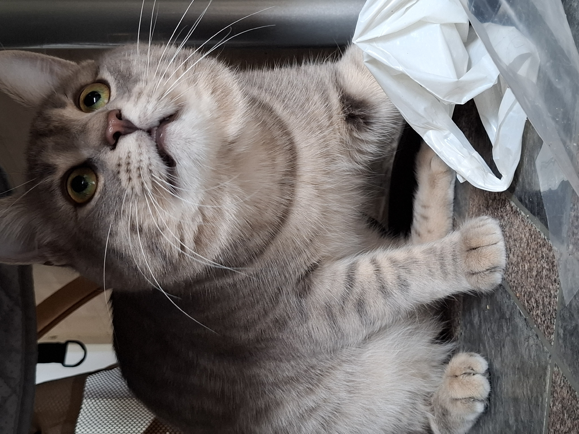 A light grey and brown tabby cat with striking green eyes looks directly at the camera with a curious or slightly surprised expression, its mouth slightly agape. Its head is tilted, giving the impression it's looking up from a lower position. The cat has prominent white whiskers and a pink nose. Its fur displays distinct tabby stripes across its face and body.
The setting is indoors, with the cat resting on a textured floor, possibly dark grey and brown tiles or carpet. To the cat's upper right, a crumpled white plastic bag is visible, along with another piece of clear plastic. In the background on the left, hints of an indoor structure can be seen, including a dark D-ring, mesh fabric, and a light brown wooden frame, suggesting the cat might be near or inside a pet carrier or furniture. The cat's striped front paws are visible, with fluffy toe pads. There is no visible text in the image.