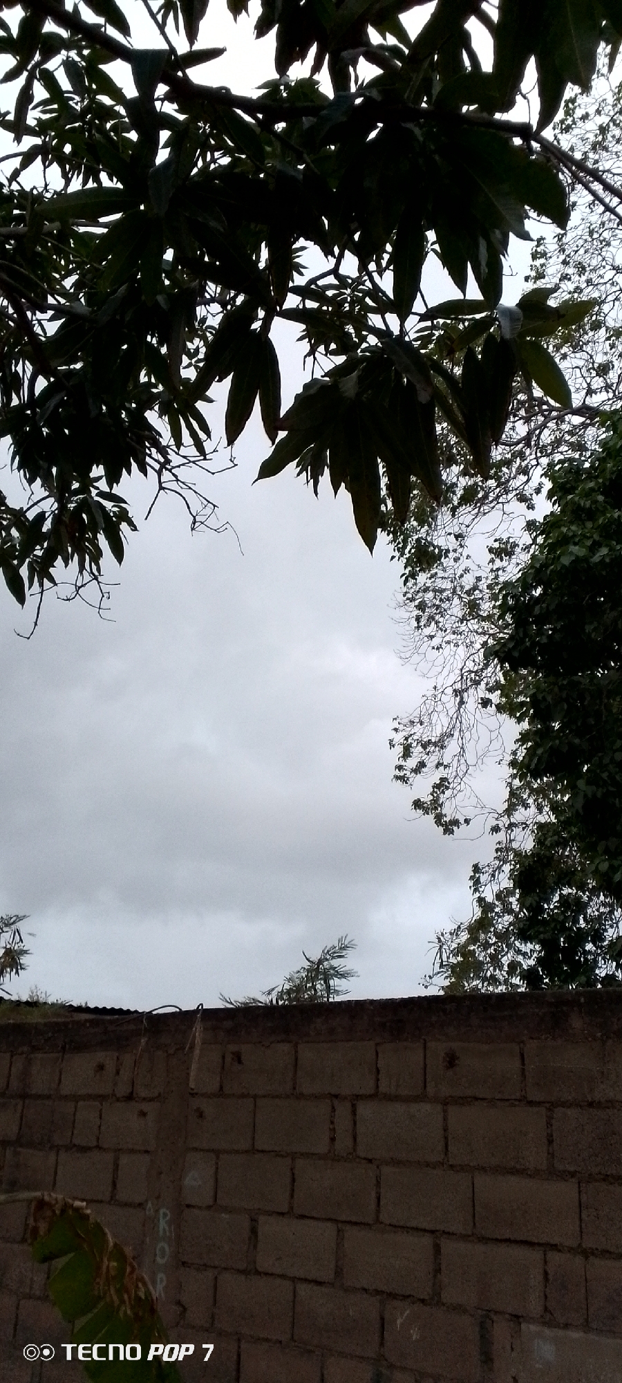 The image displays a brick wall in the foreground, with a portion of a leafy plant at the bottom left. Above the wall, the sky is overcast with clouds. Silhouetted tree branches with leaves frame the top and right sides of the sky. The scene appears to be outdoors, likely in a residential or semi-rural area given the presence of the brick wall and vegetation. No individuals are visible in the image, and no specific actions or interactions are depicted. The overall atmosphere is muted due to the cloudy sky. The location is identified as Altagracia, Venezuela.