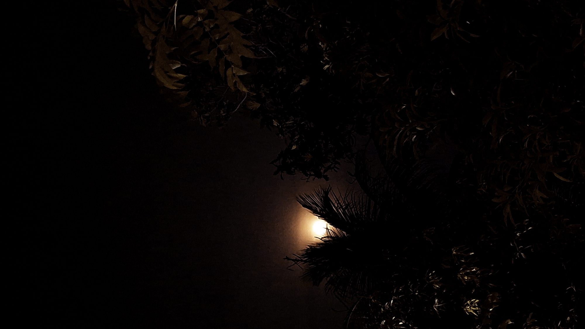 A low-angle, vertical shot captures the full moon peeking through palm fronds and dark foliage at night. The moon is a bright, hazy orb, radiating a warm yellow light that illuminates some of the surrounding leaves, giving them a golden hue. The foreground is dominated by the silhouettes of palm trees on the left and dense, dark green foliage on the right, creating a stark contrast with the moon. The background is a deep, dark sky, with a subtle haze obscuring the full extent of the moon's brightness. This scene appears to be set in a natural or semi-natural environment, possibly a garden or a wooded area within Kutaglumpang, Indonesia, suggesting a peaceful, nocturnal setting. There are no people or animals visible in the image.